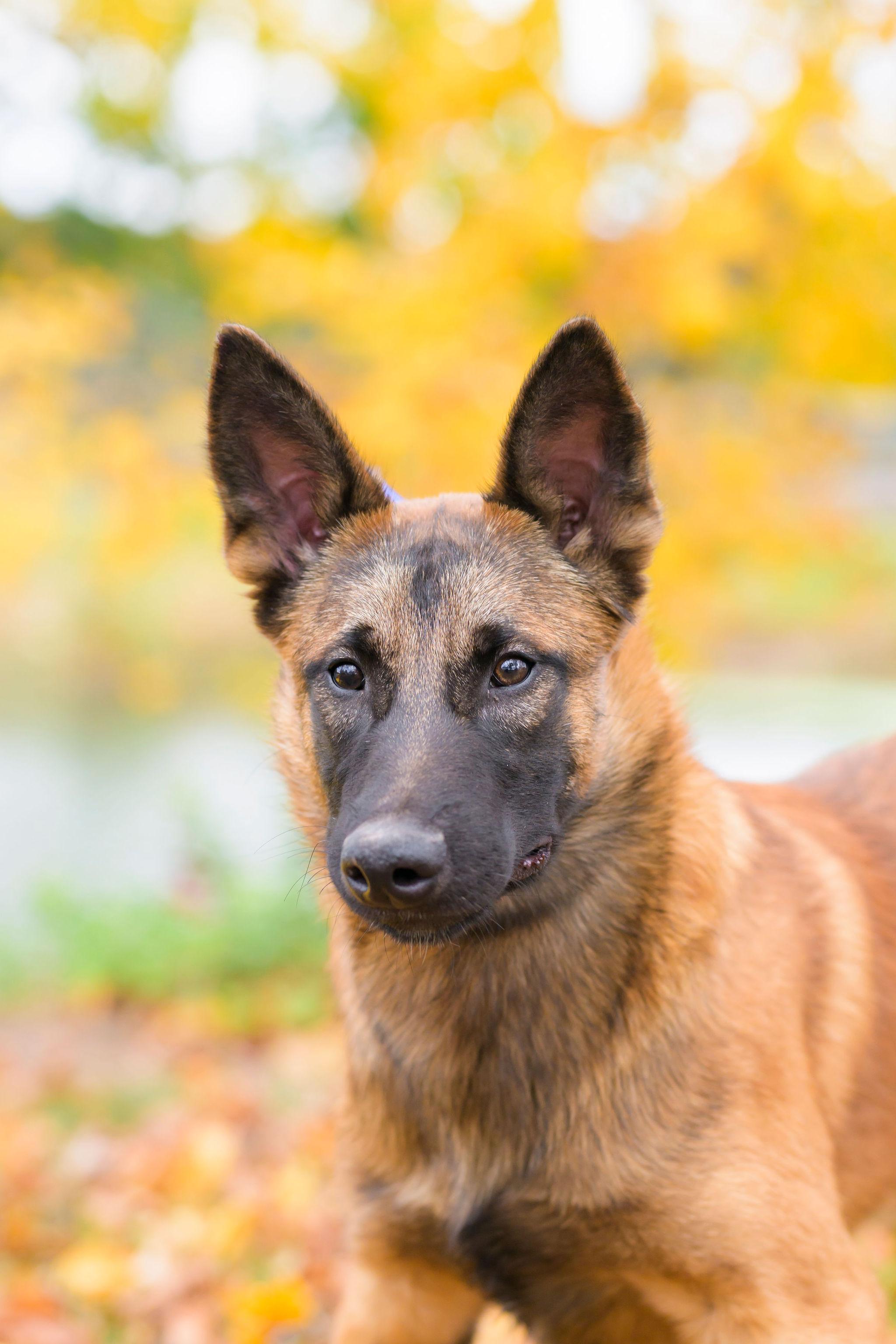 Enlarge Dodger, a Adoptable Belgian Shepherd / Malinois in Ewing, NJ image 4/6