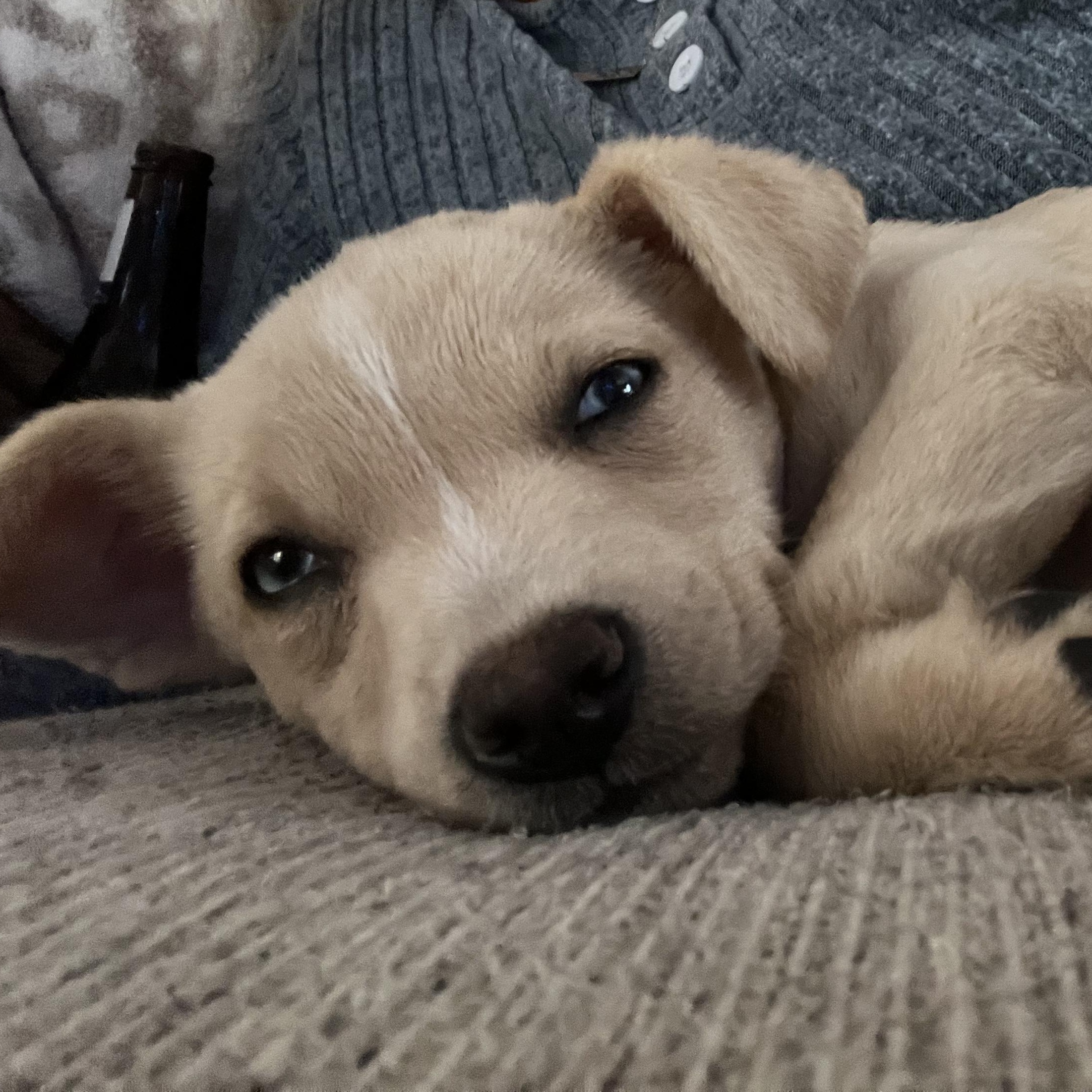 Enlarge Glimmer, an adopted mixed breed in PLAINFIELD, CT image 2/3