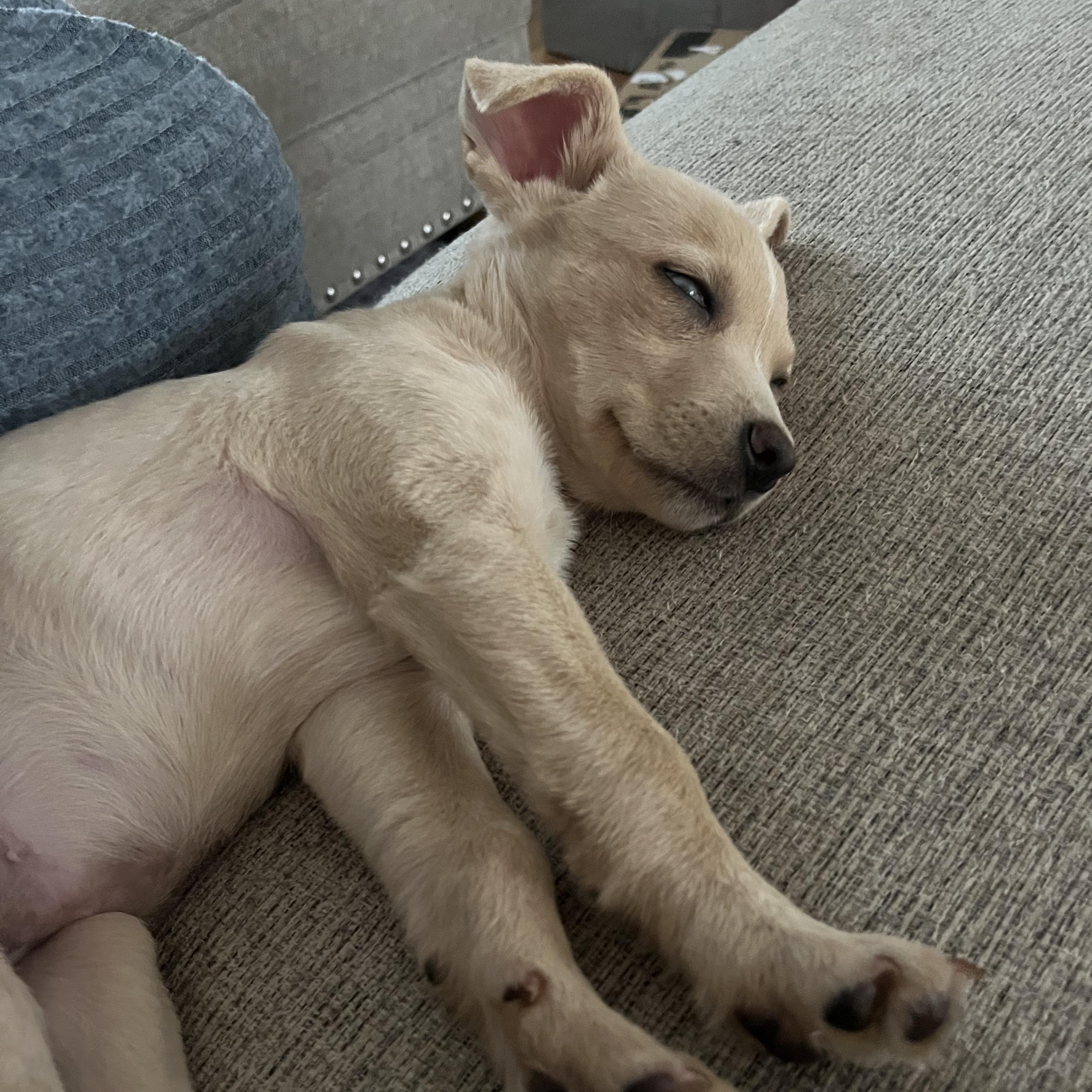 Enlarge Glimmer, an adopted mixed breed in PLAINFIELD, CT image 3/3