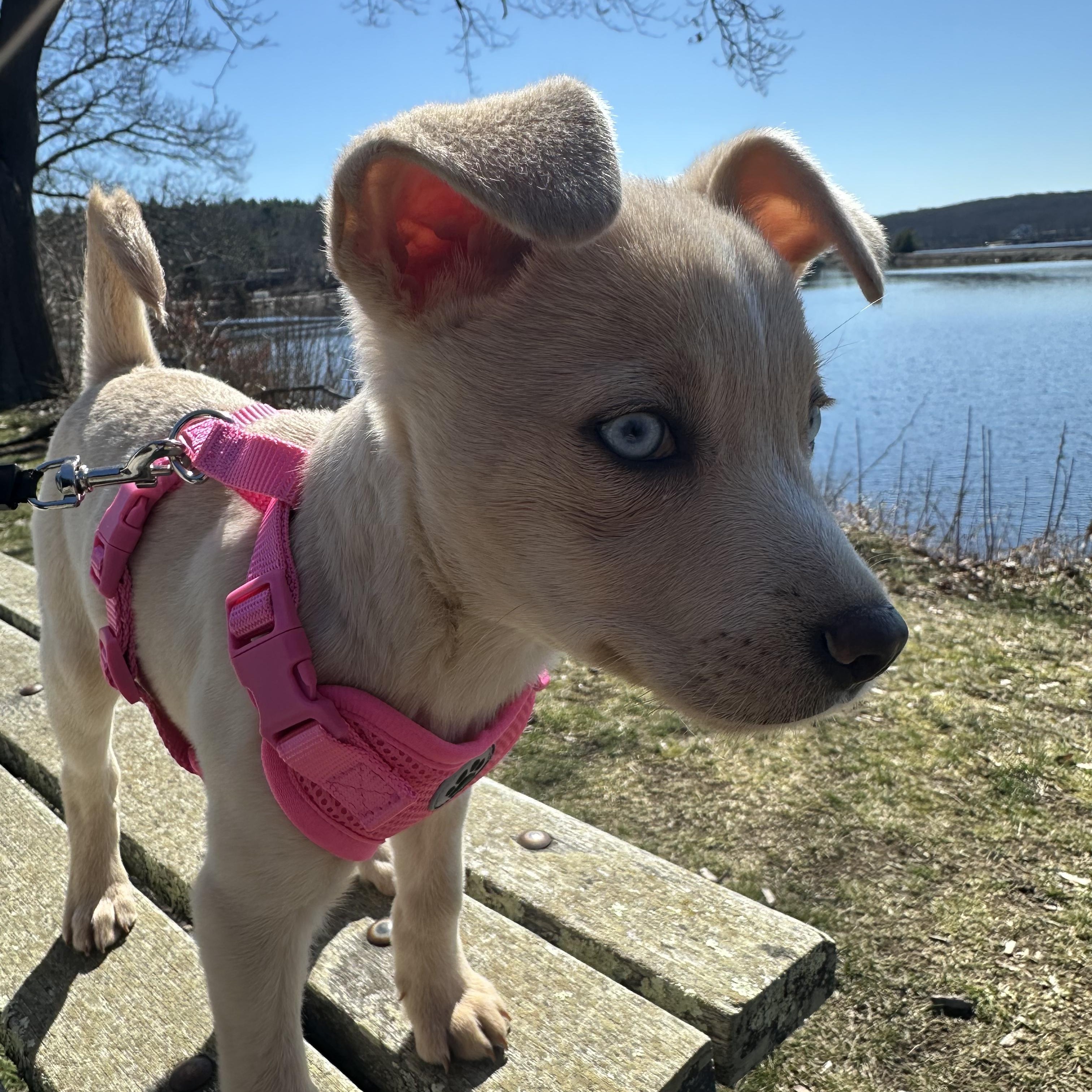 Enlarge Glimmer, an adopted mixed breed in PLAINFIELD, CT image 1/3