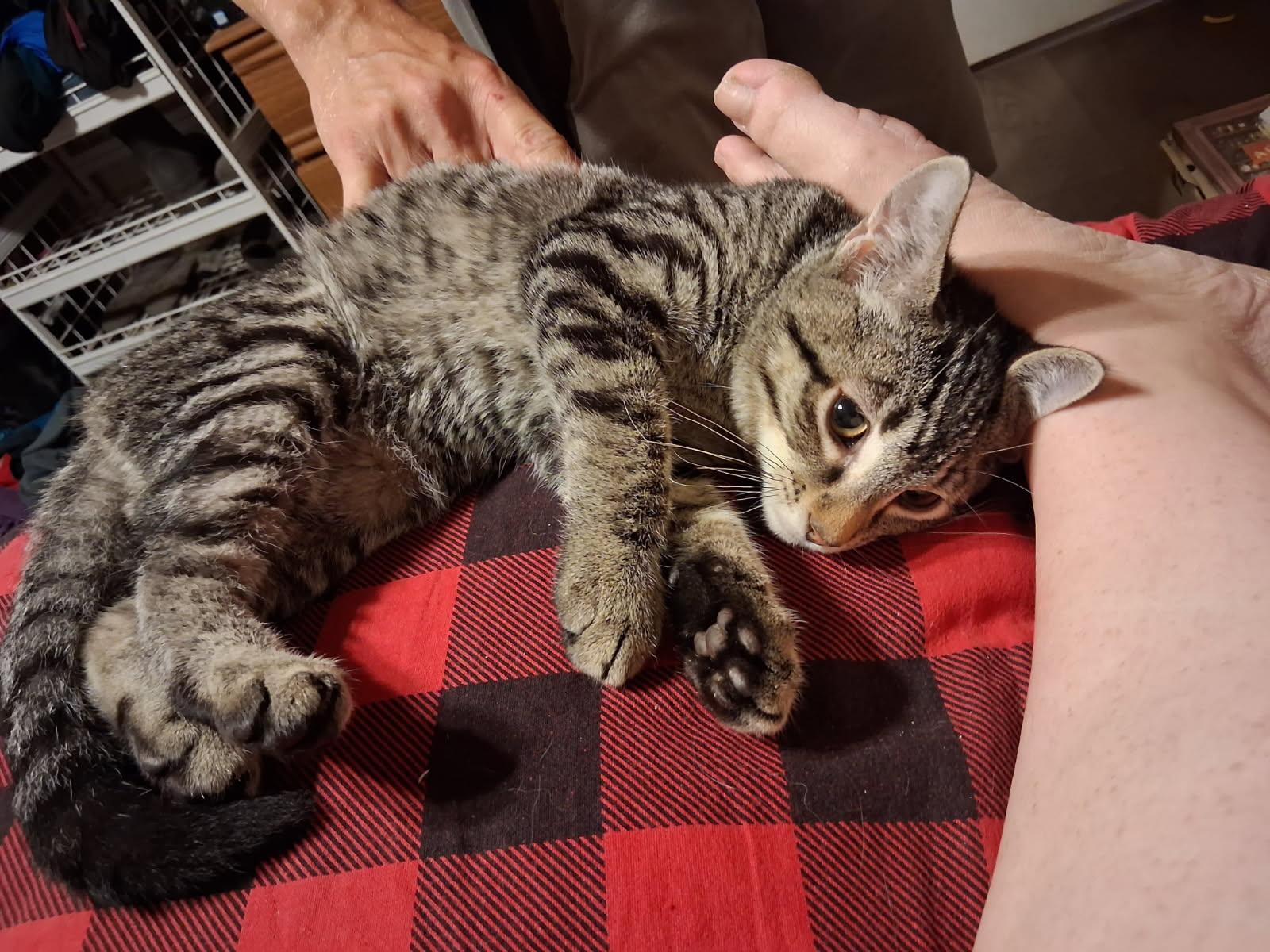 Thunder, Adoptable, Young Male Domestic Short Hair.