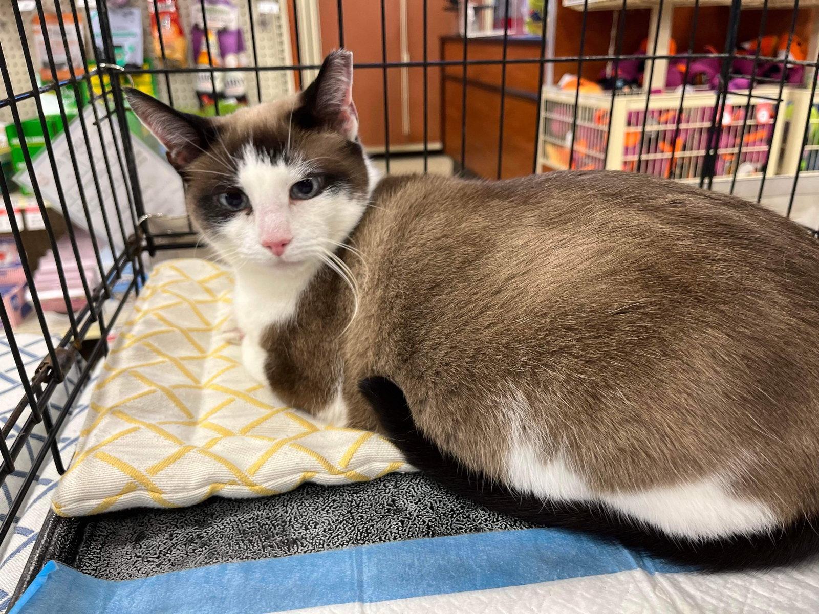 Teller, a Adopted Snowshoe in Camden, SC image 1/3
