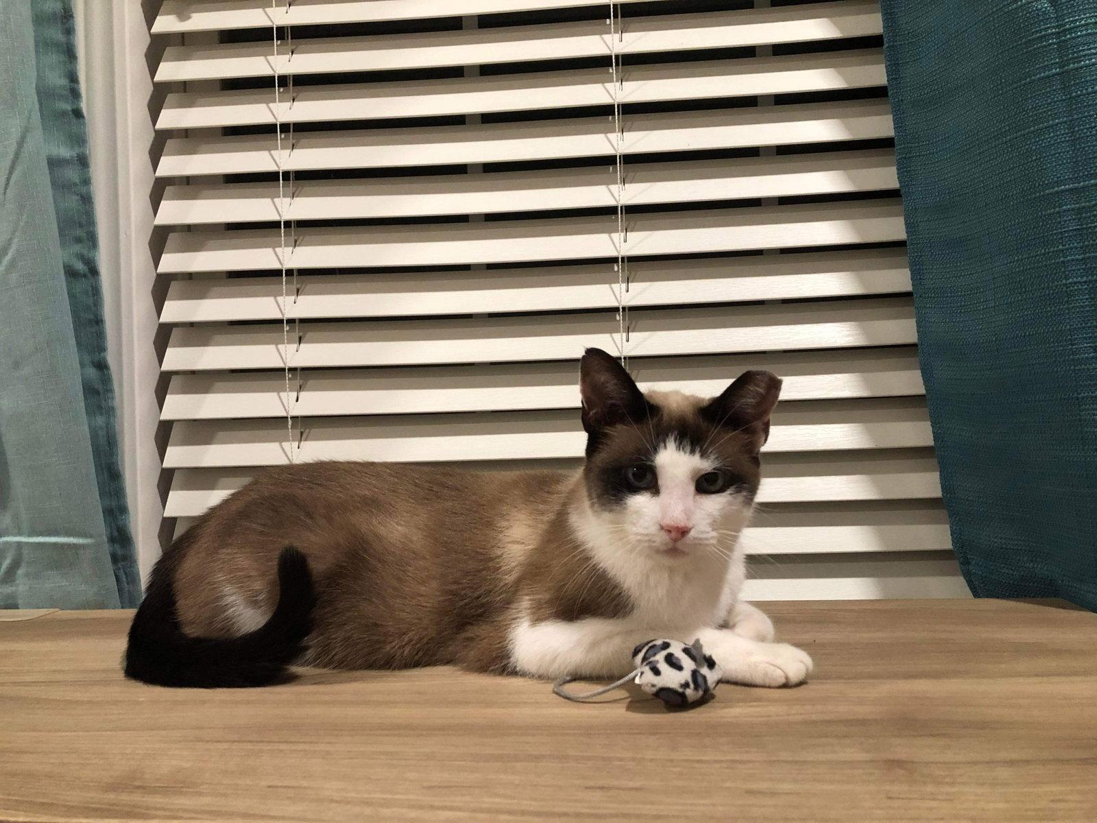 Teller, a Adopted Snowshoe in Camden, SC image 2/3