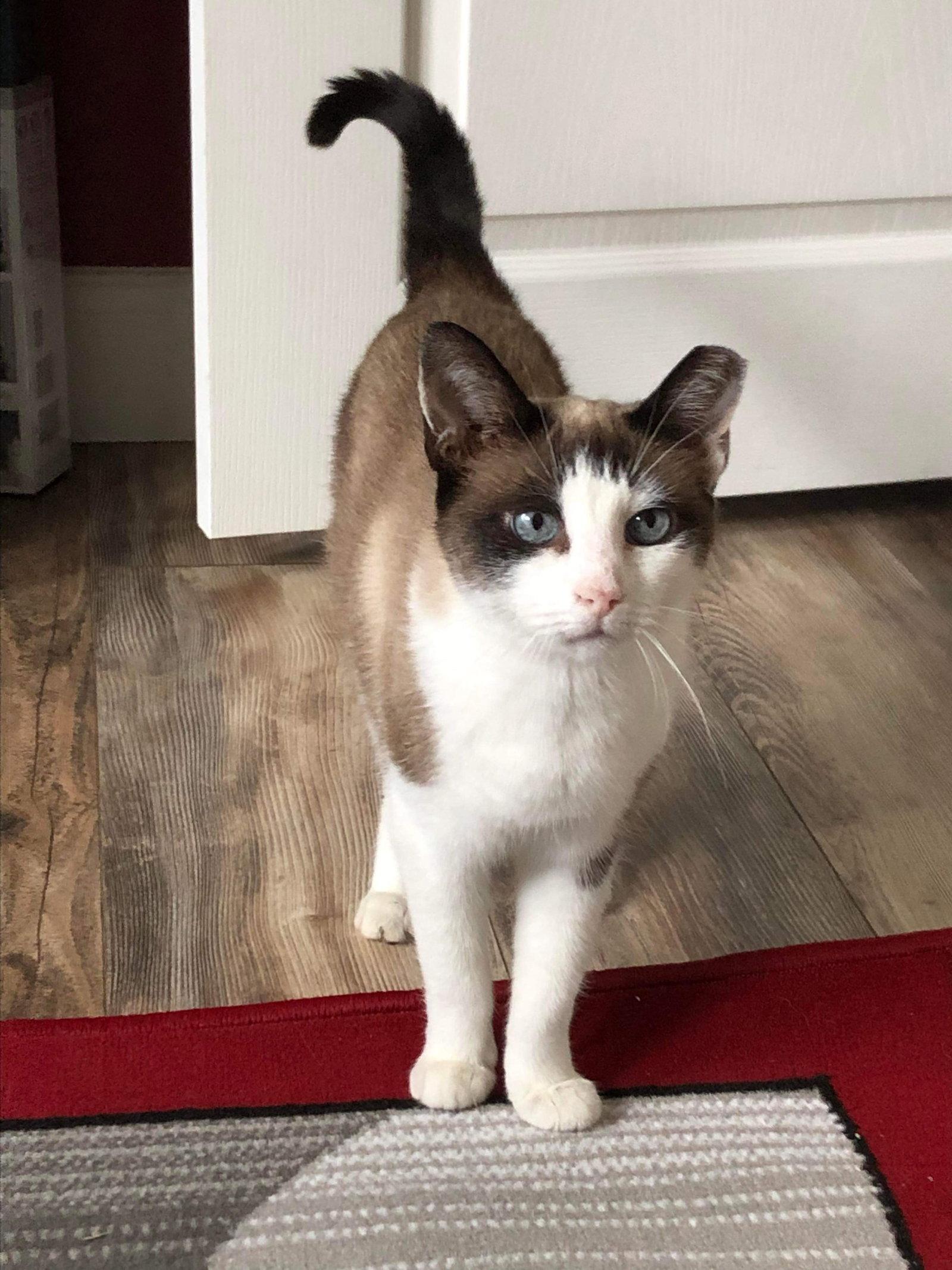 Teller, a Adopted Snowshoe in Camden, SC image 3/3