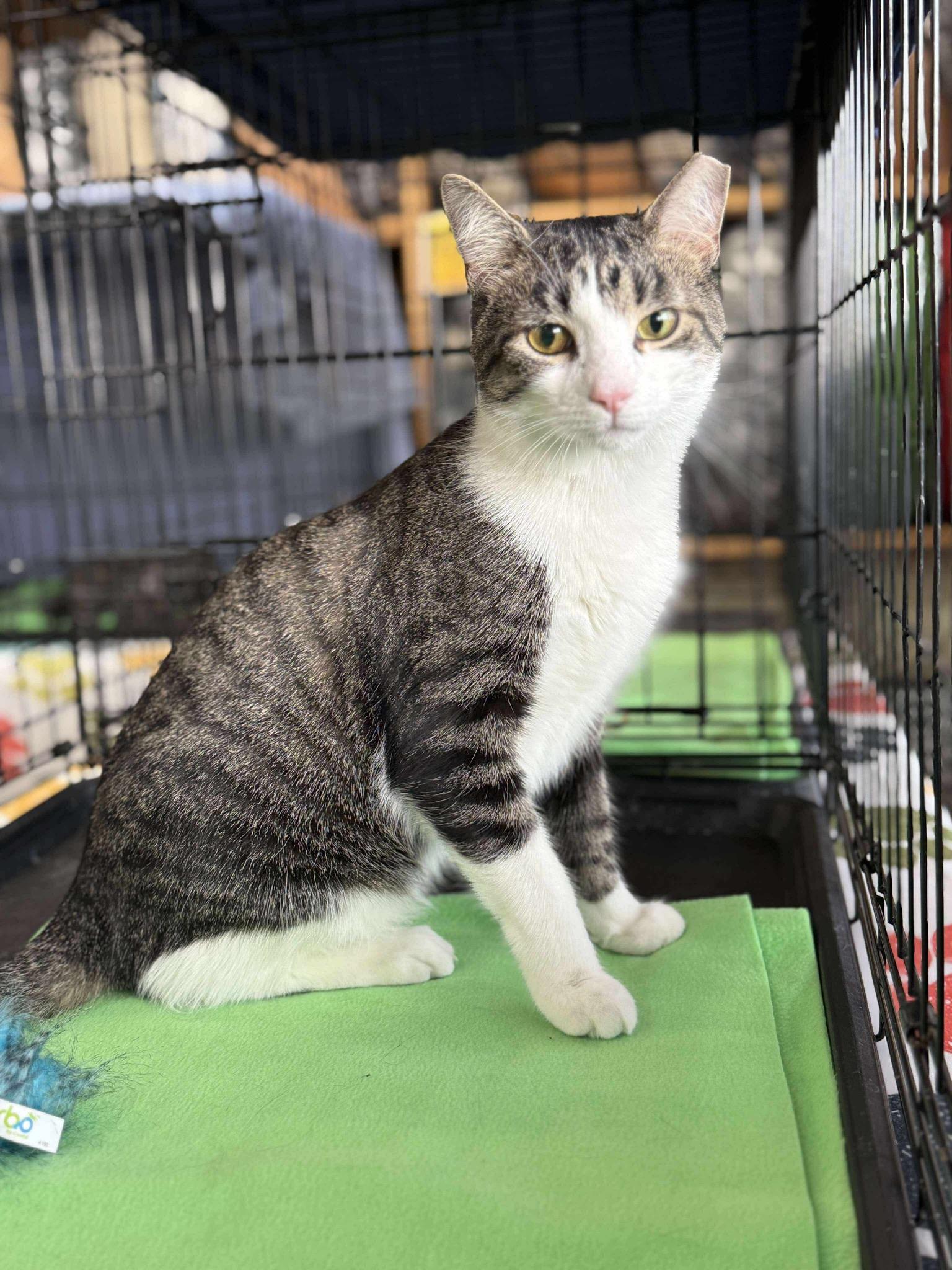 KELLEN, a Adoptable mixed breed in Hartville, OH image 1/5