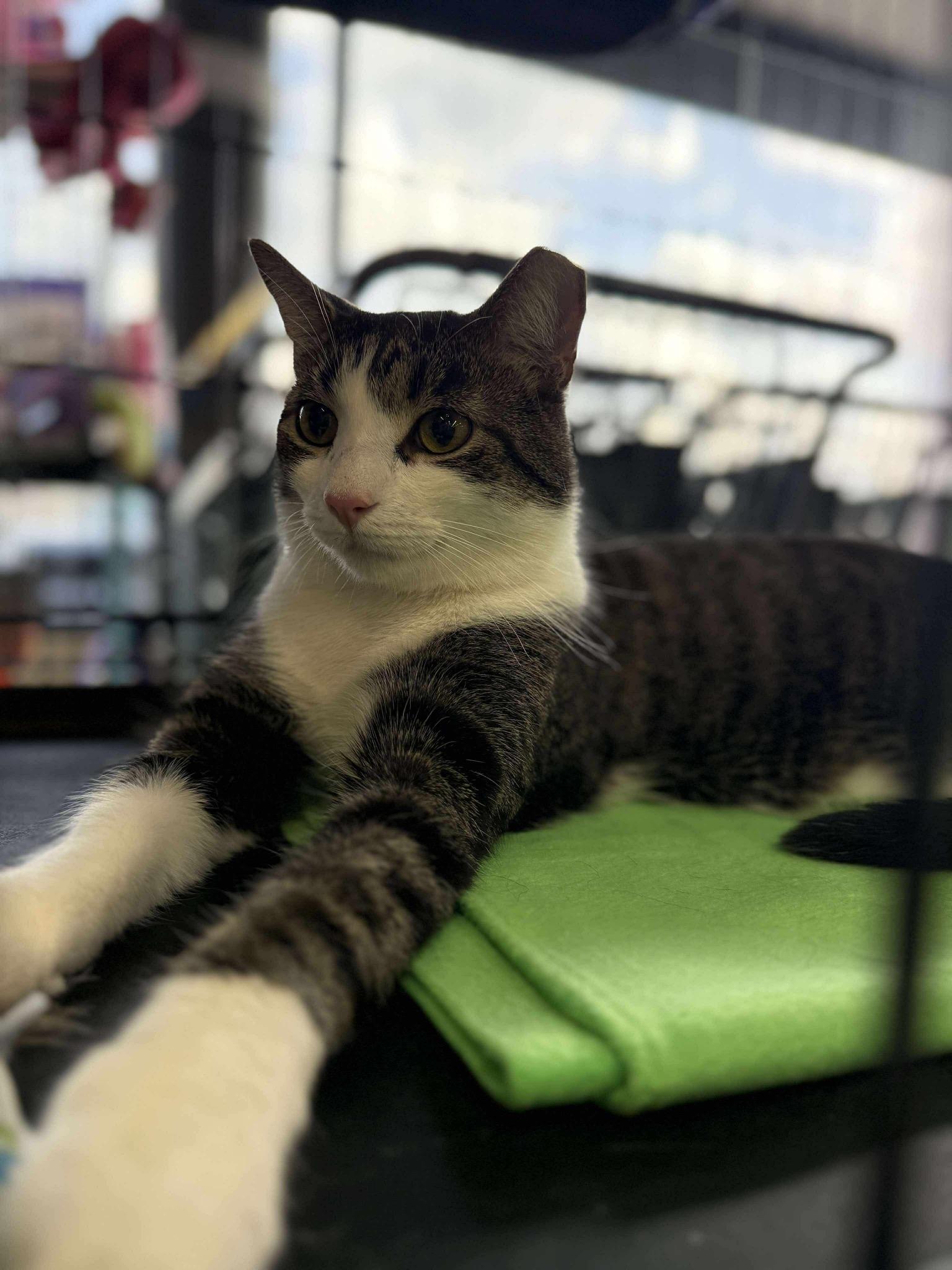 KELLEN, a Adoptable mixed breed in Hartville, OH image 3/5