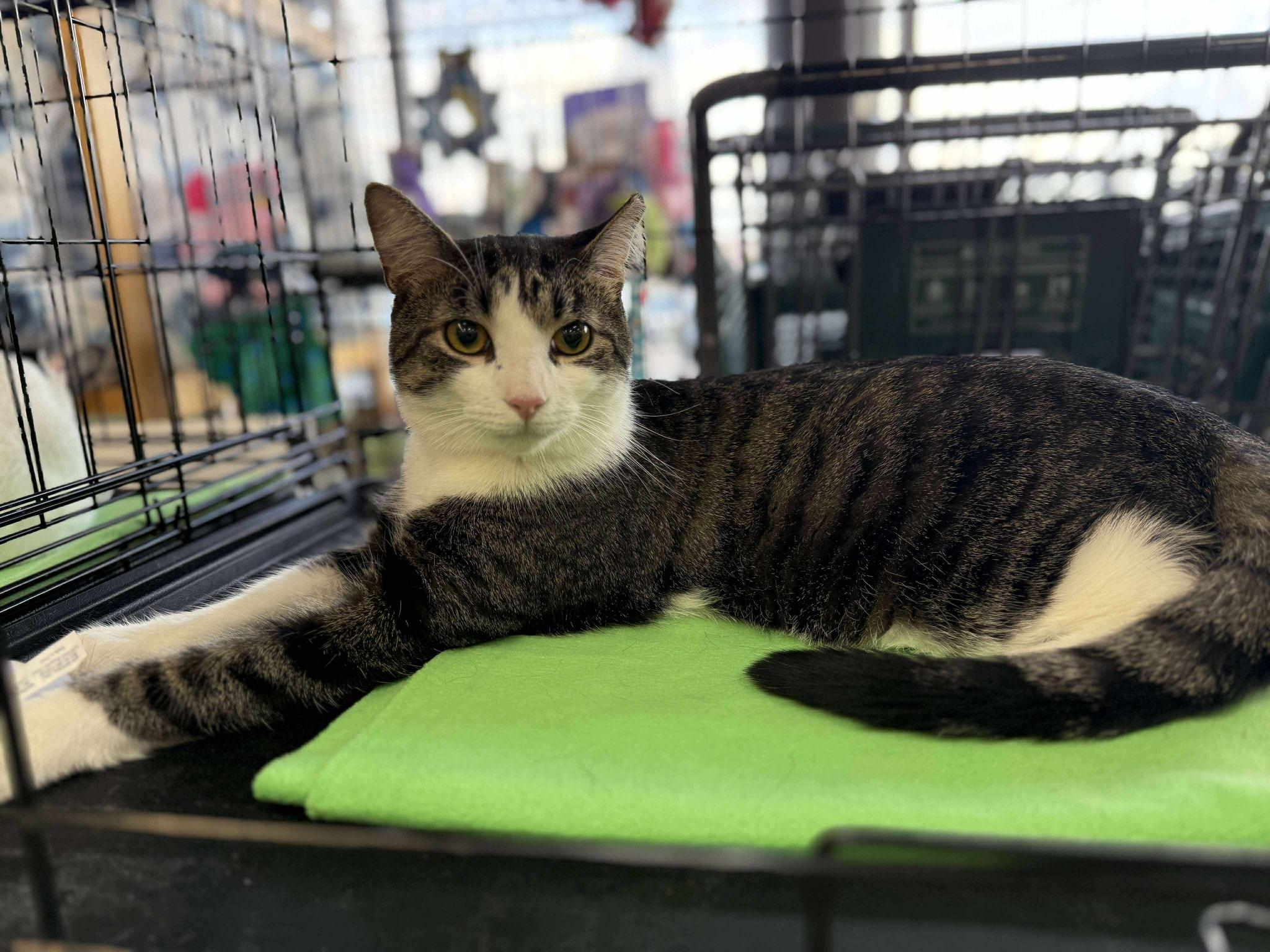 KELLEN, a Adoptable mixed breed in Hartville, OH image 4/5