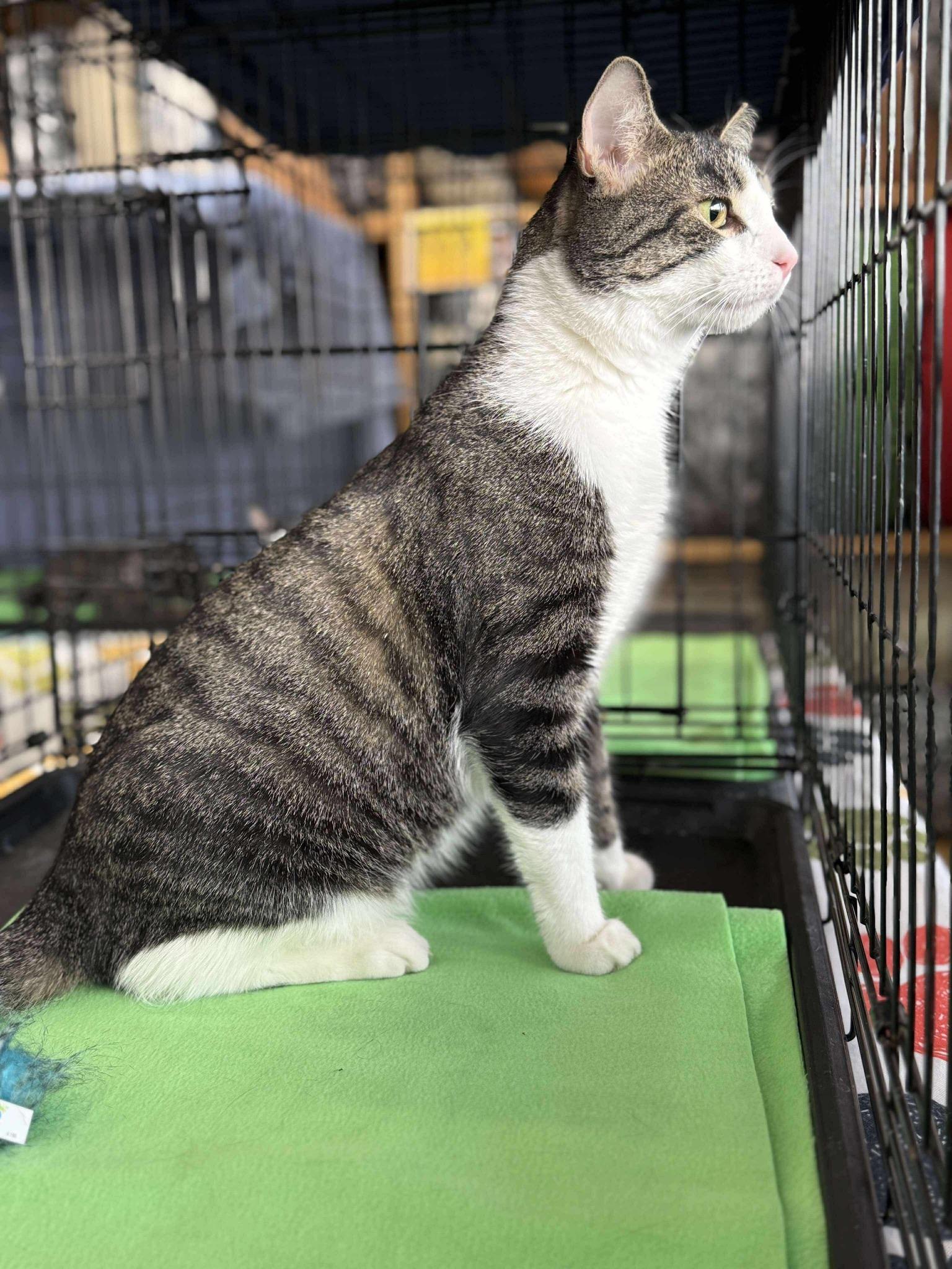 KELLEN, a Adoptable mixed breed in Hartville, OH image 2/5