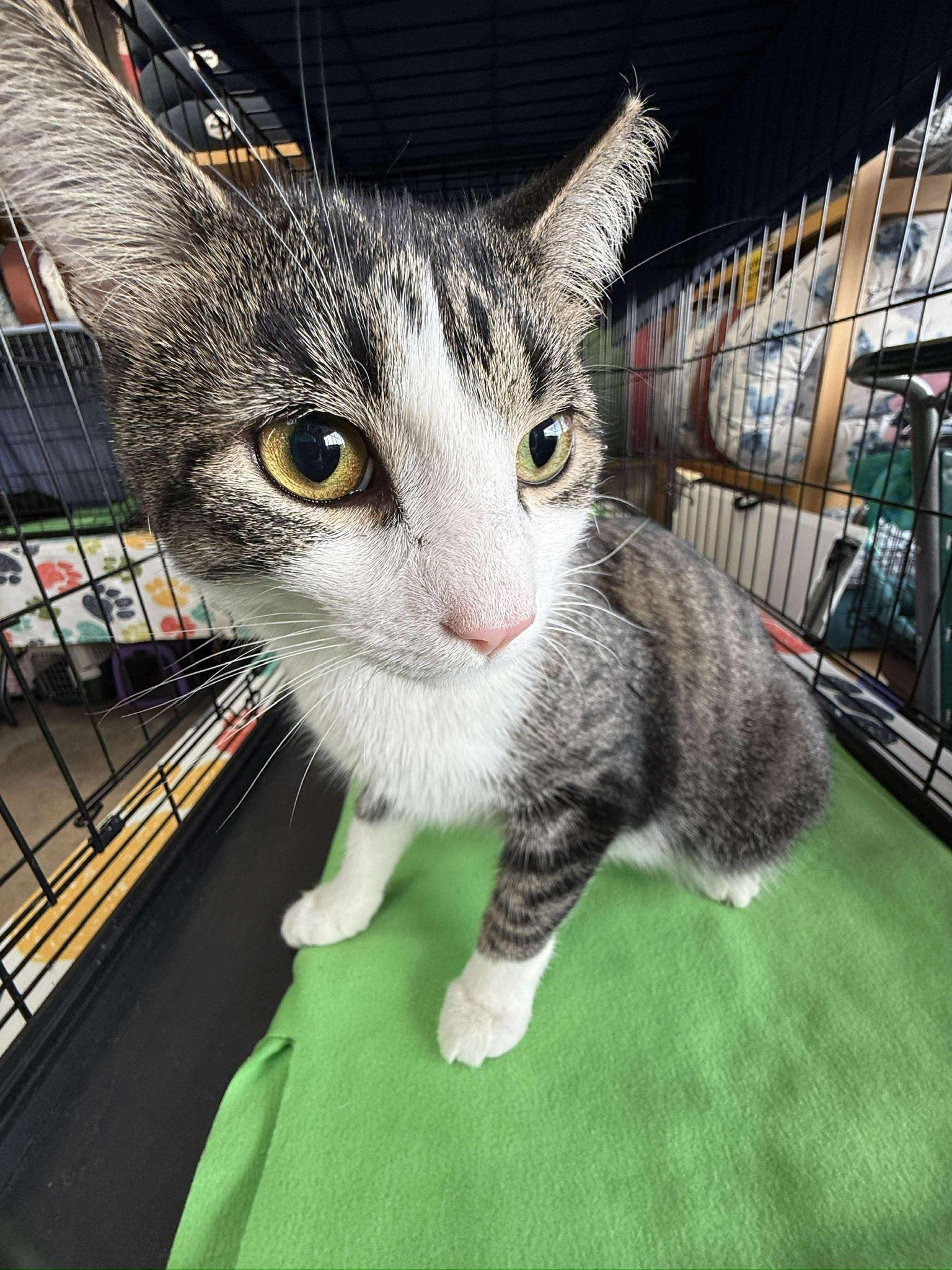 KELLEN, a Adoptable mixed breed in Hartville, OH image 5/5