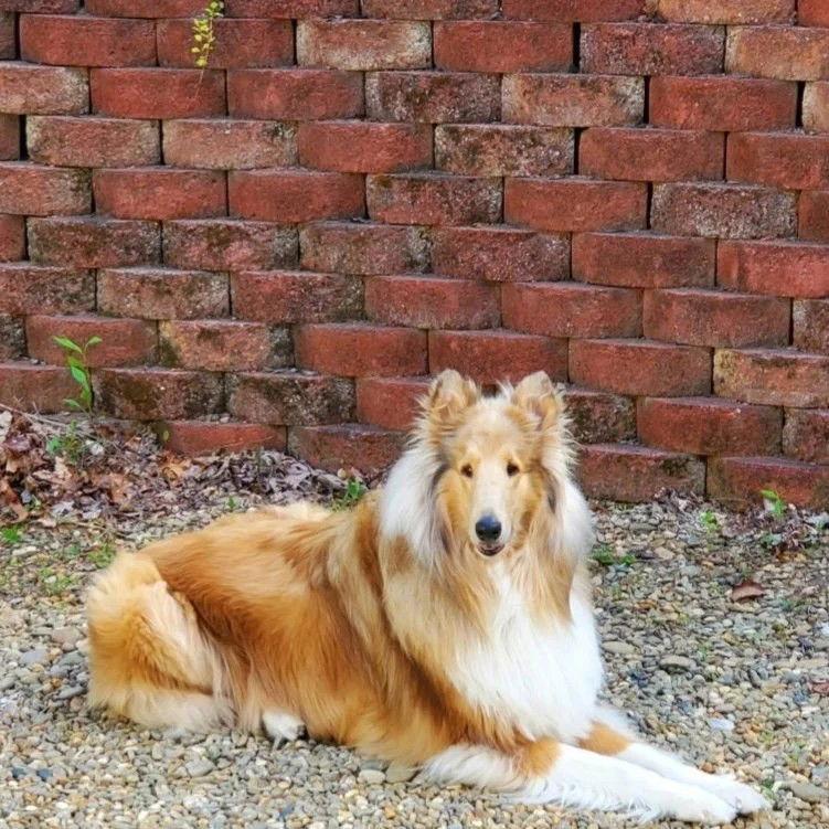 Enlarge Bert Adoption Pending, a Adoptable Collie in Dublin, OH image 1/1