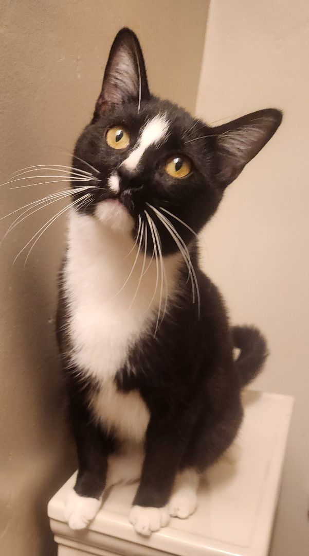 Samara, a Adoptable mixed breed in Monrovia, CA image 2/6