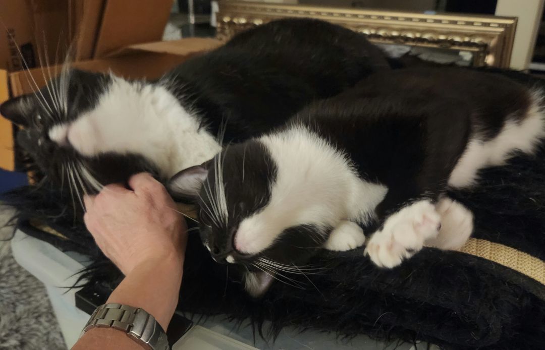 Samara, a Adoptable mixed breed in Monrovia, CA image 4/6