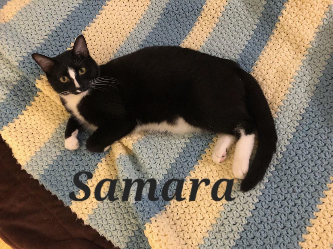 Samara, a Adoptable mixed breed in Monrovia, CA image 5/6