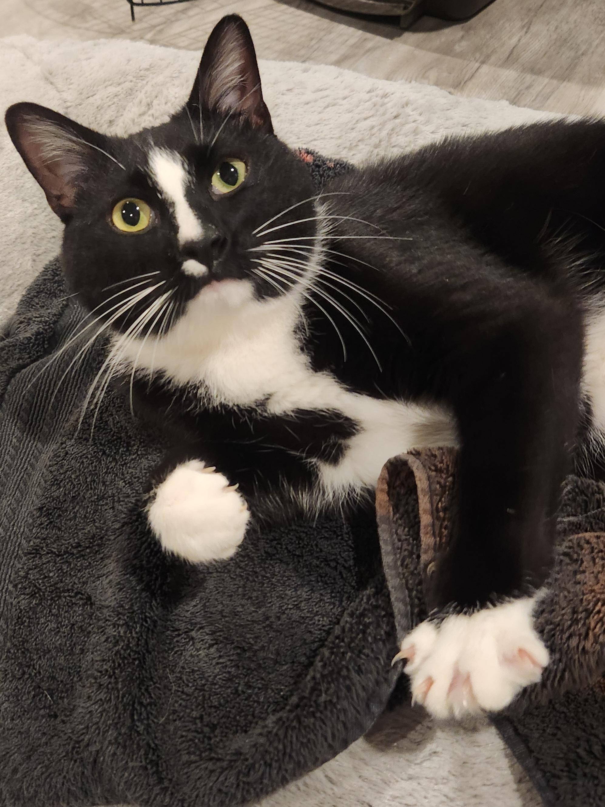 Samara, a Adoptable mixed breed in Monrovia, CA image 1/6