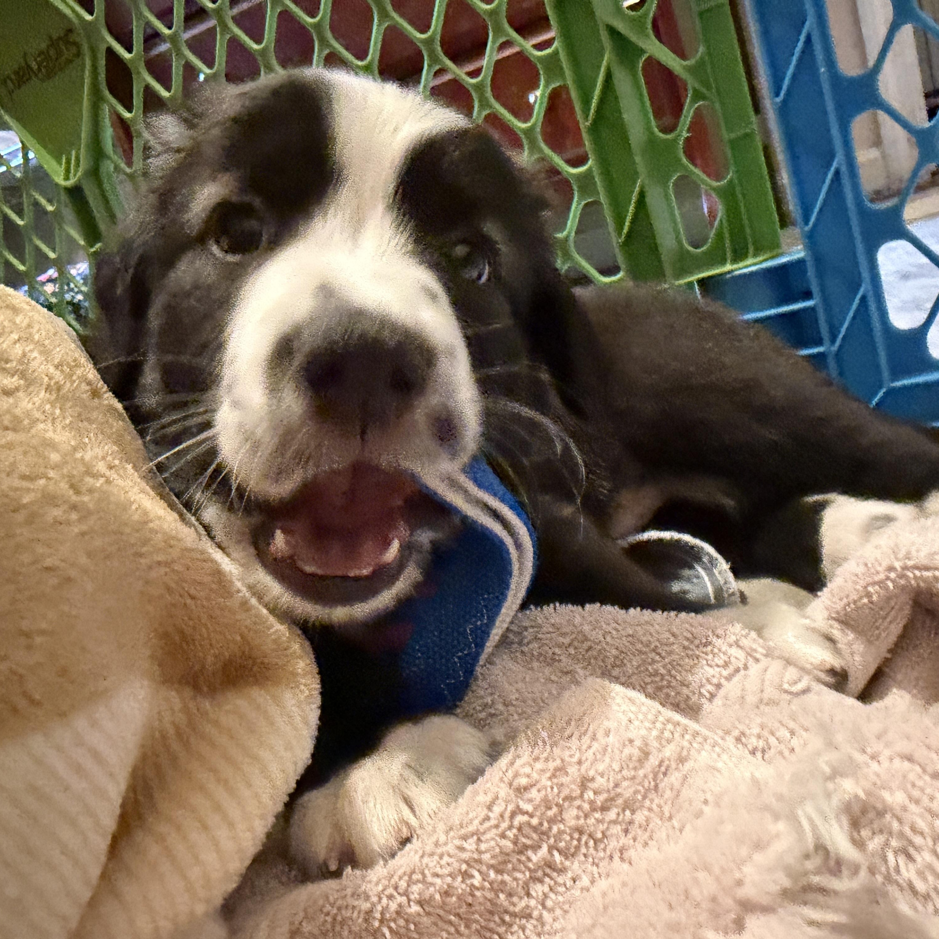 Enlarge Bridges, a ADOPTABLE mixed breed in Jeffersonville, IN image 3/6