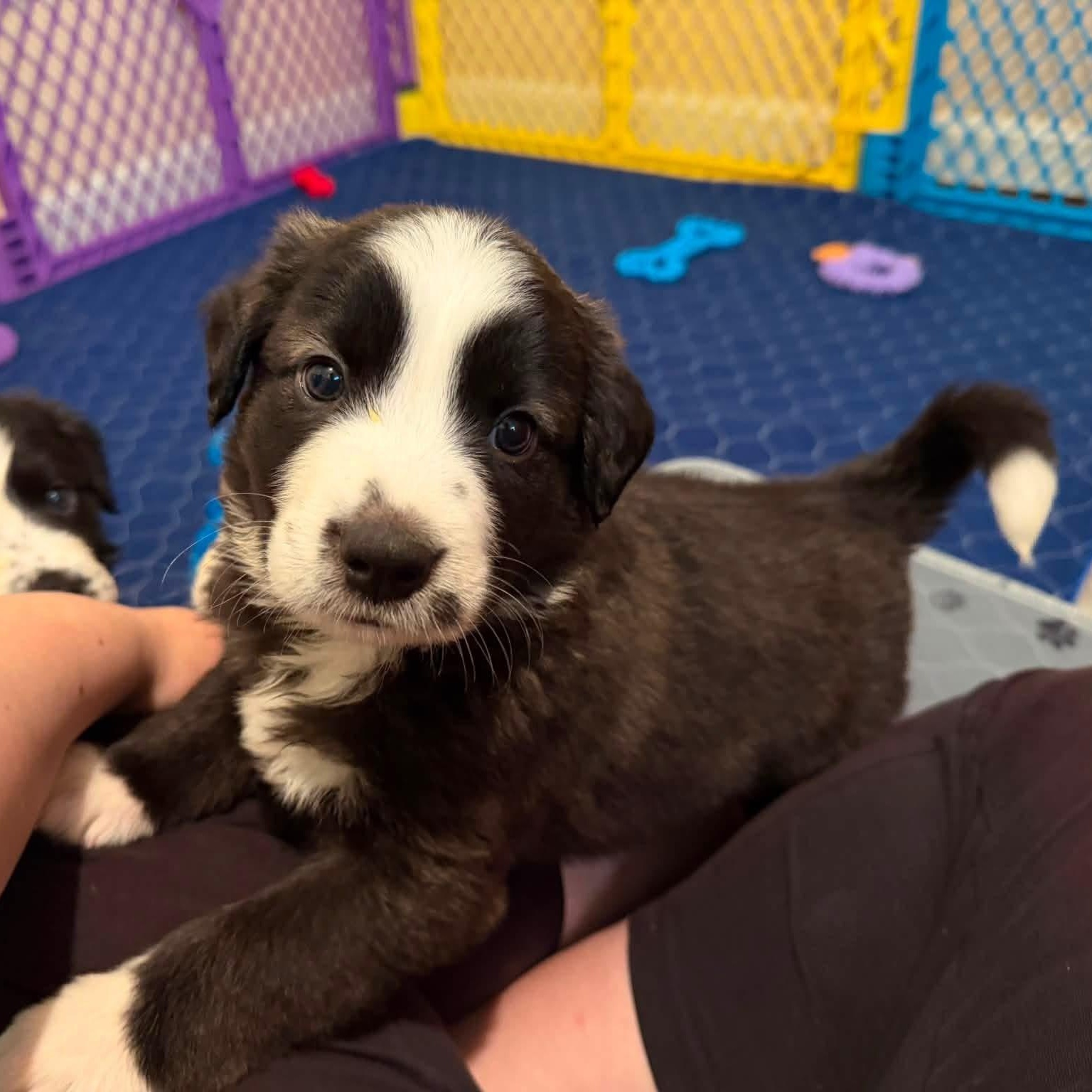 Enlarge Bridges, a ADOPTABLE mixed breed in Jeffersonville, IN image 4/6
