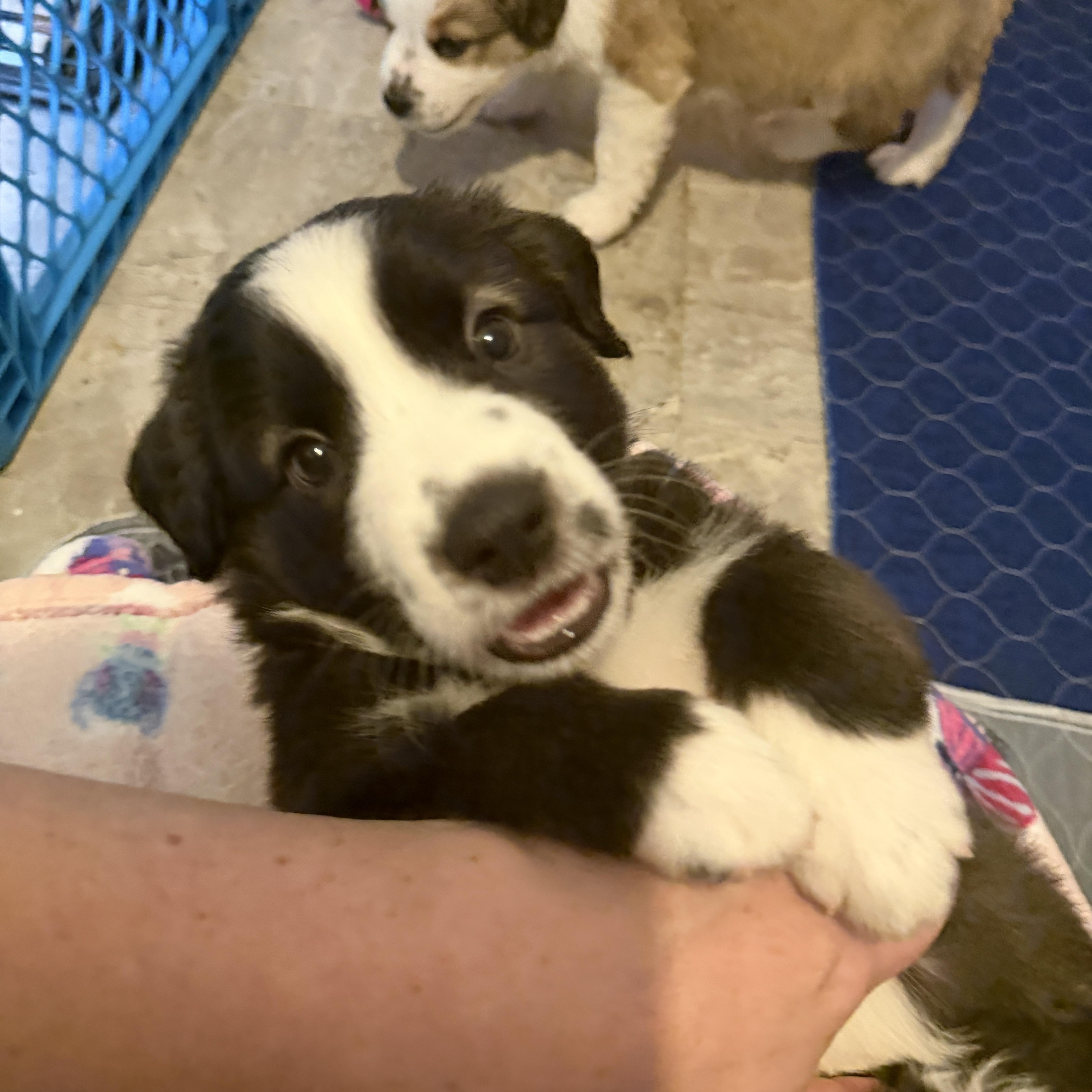Enlarge Bridges, a ADOPTABLE mixed breed in Jeffersonville, IN image 5/6