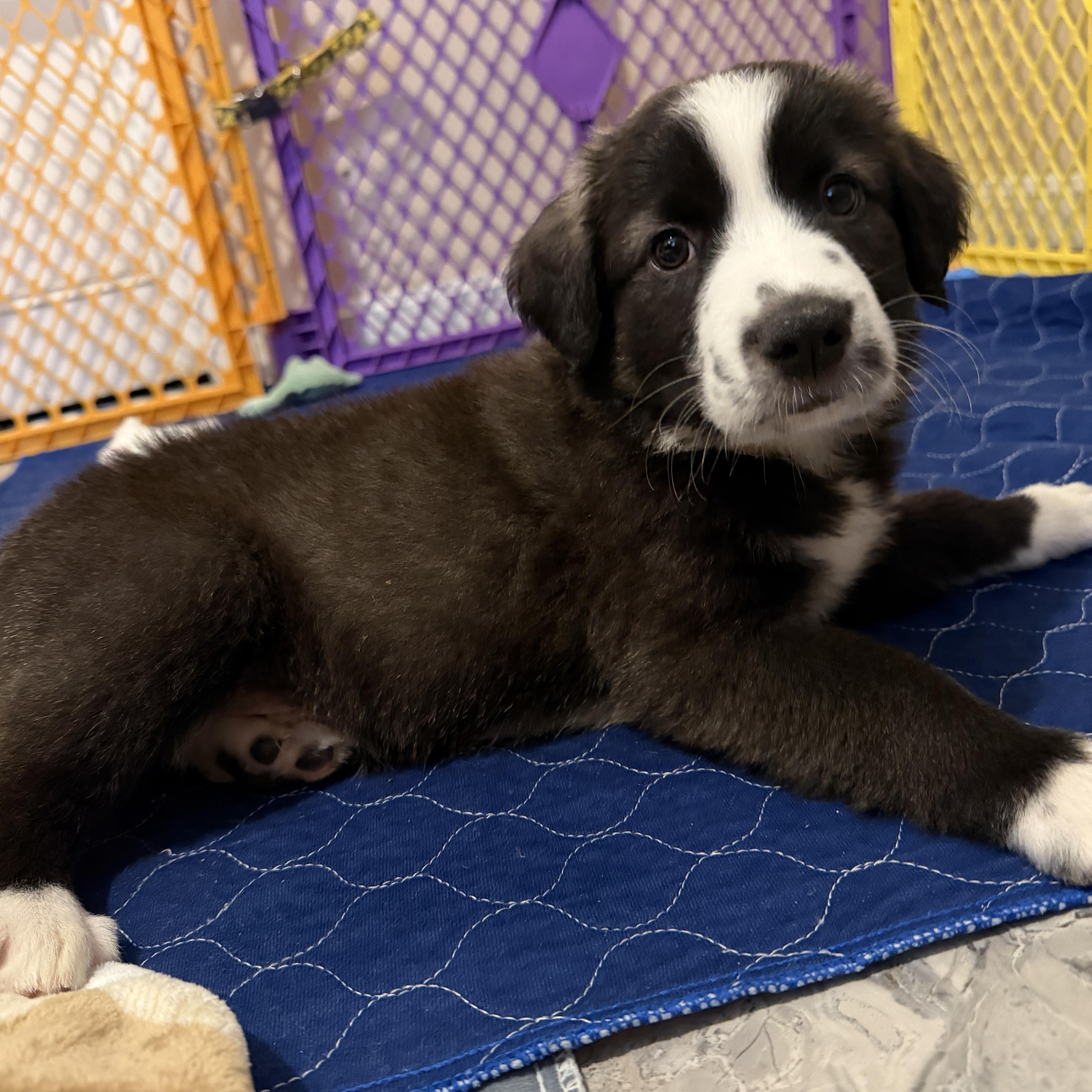 Enlarge Bridges, a ADOPTABLE mixed breed in Jeffersonville, IN image 1/6