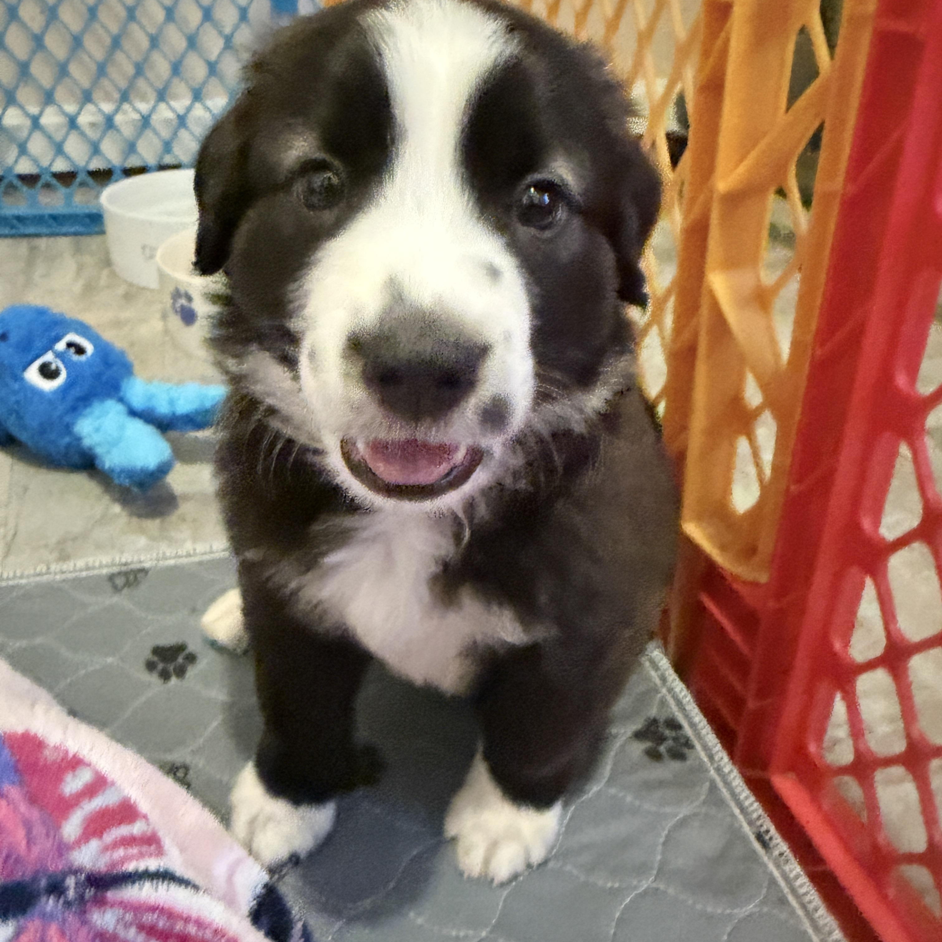 Enlarge Bridges, a ADOPTABLE mixed breed in Jeffersonville, IN image 6/6