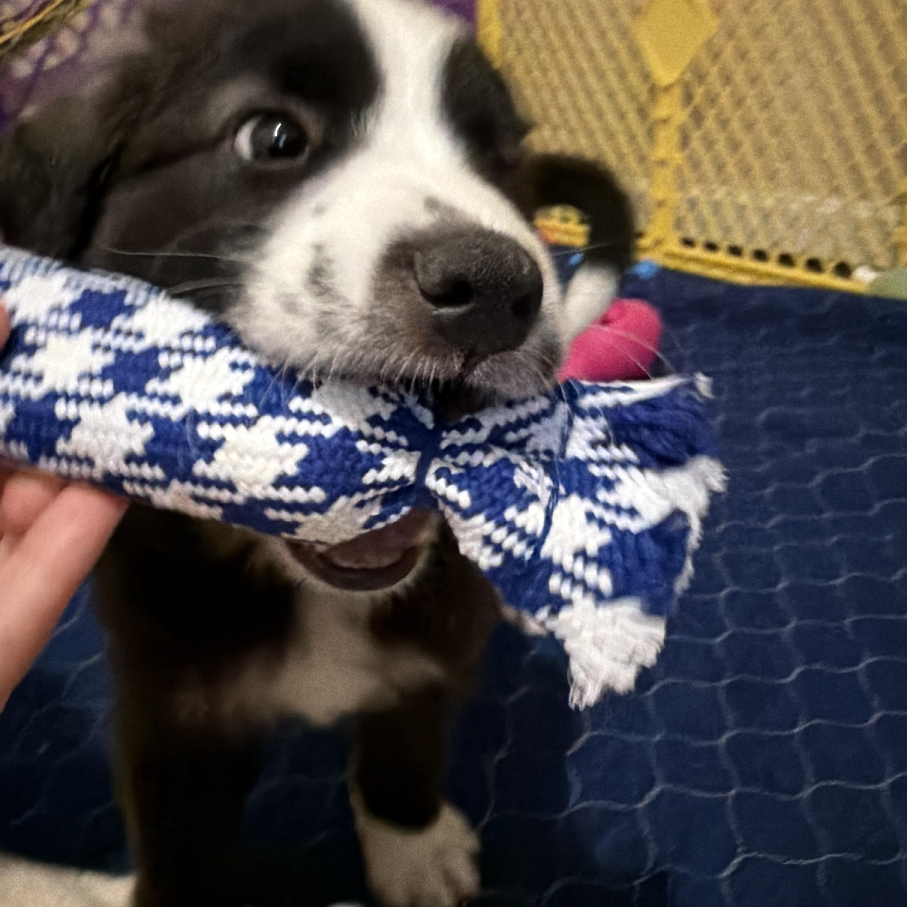 Enlarge Bridges, a ADOPTABLE mixed breed in Jeffersonville, IN image 2/6