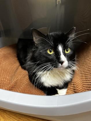 Enlarge Murphy #13 51920, an adopted Domestic Medium Hair in Oklahoma City, OK image 1/1