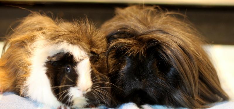 Prince and Ozzie, ADOPTABLE, Young Male Guinea Pig.