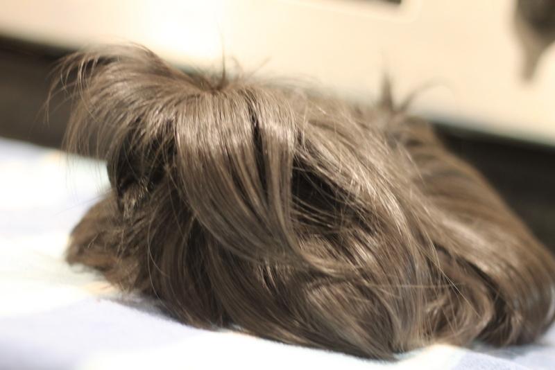 Prince and Ozzie, a ADOPTABLE Guinea Pig in Budd Lake, NJ image 1/3