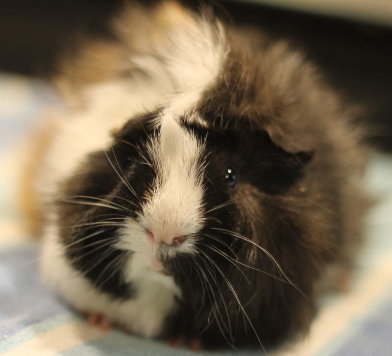 Prince and Ozzie, a ADOPTABLE Guinea Pig in Budd Lake, NJ image 3/3
