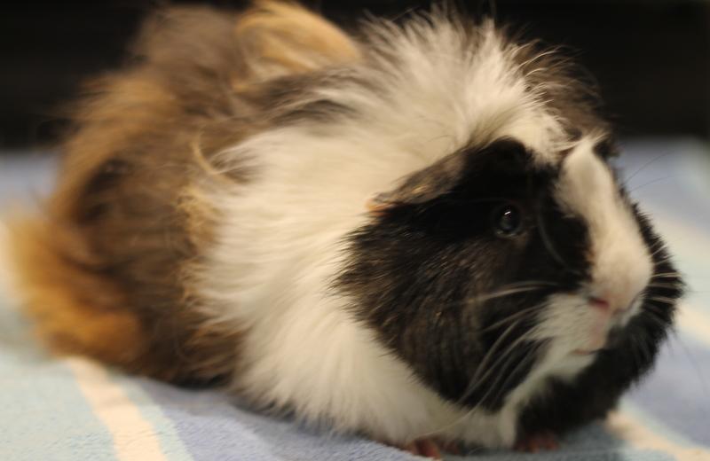 Prince and Ozzie, a ADOPTABLE Guinea Pig in Budd Lake, NJ image 2/3