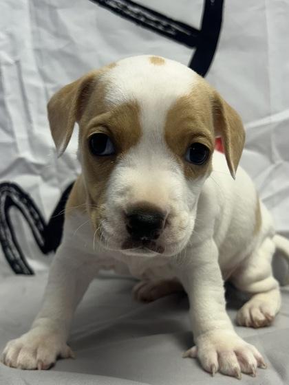 Butterscotch — thumbnail 2