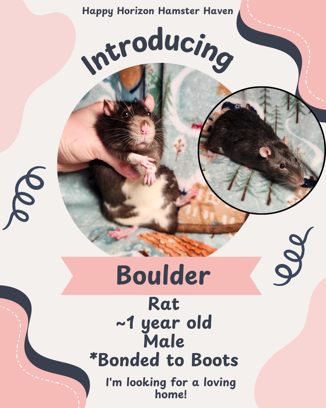 Boulder & Boots, ADOPTABLE, Adult Male Rat.