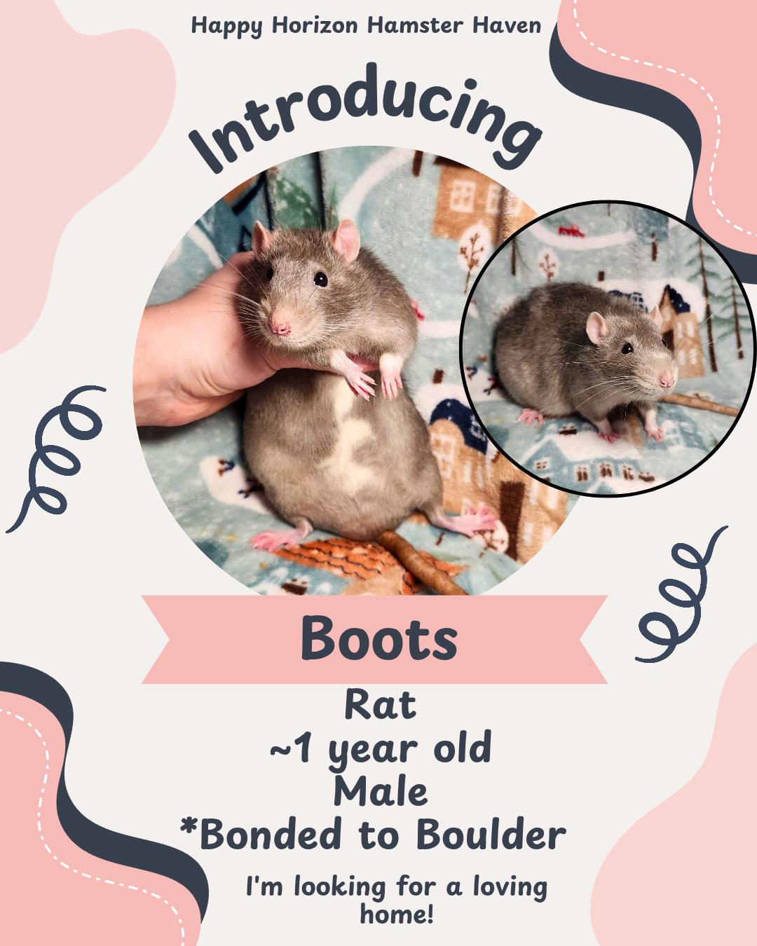 Boulder & Boots, a ADOPTABLE Rat in West Chester, OH image 2/2