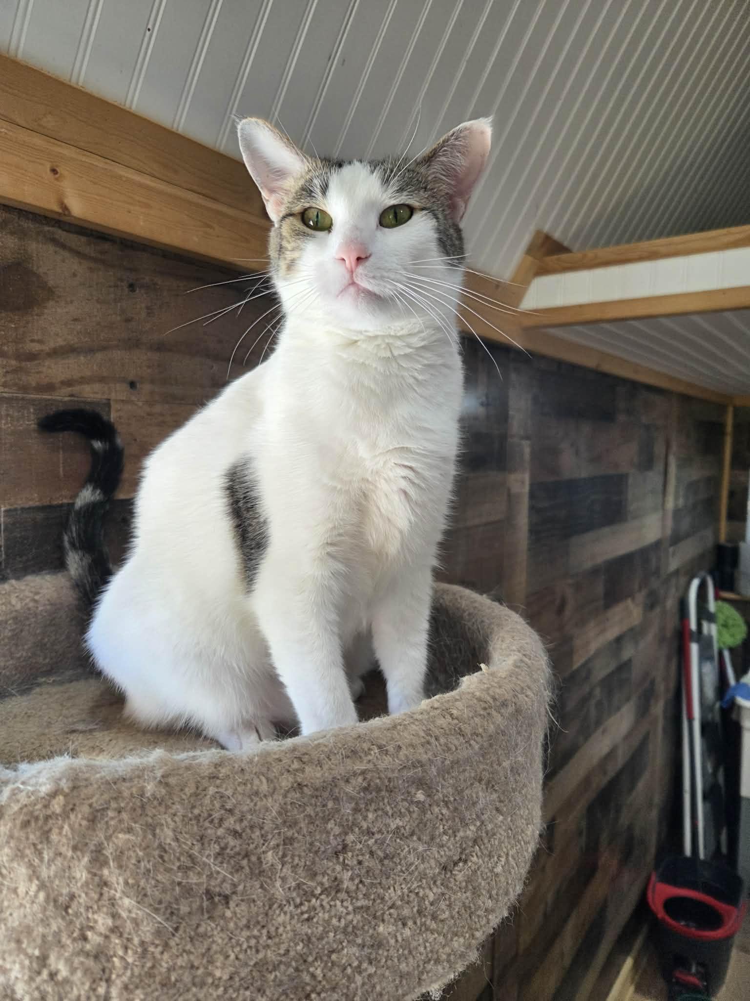 Feisty, Adoptable, Adult Female Domestic Short Hair.