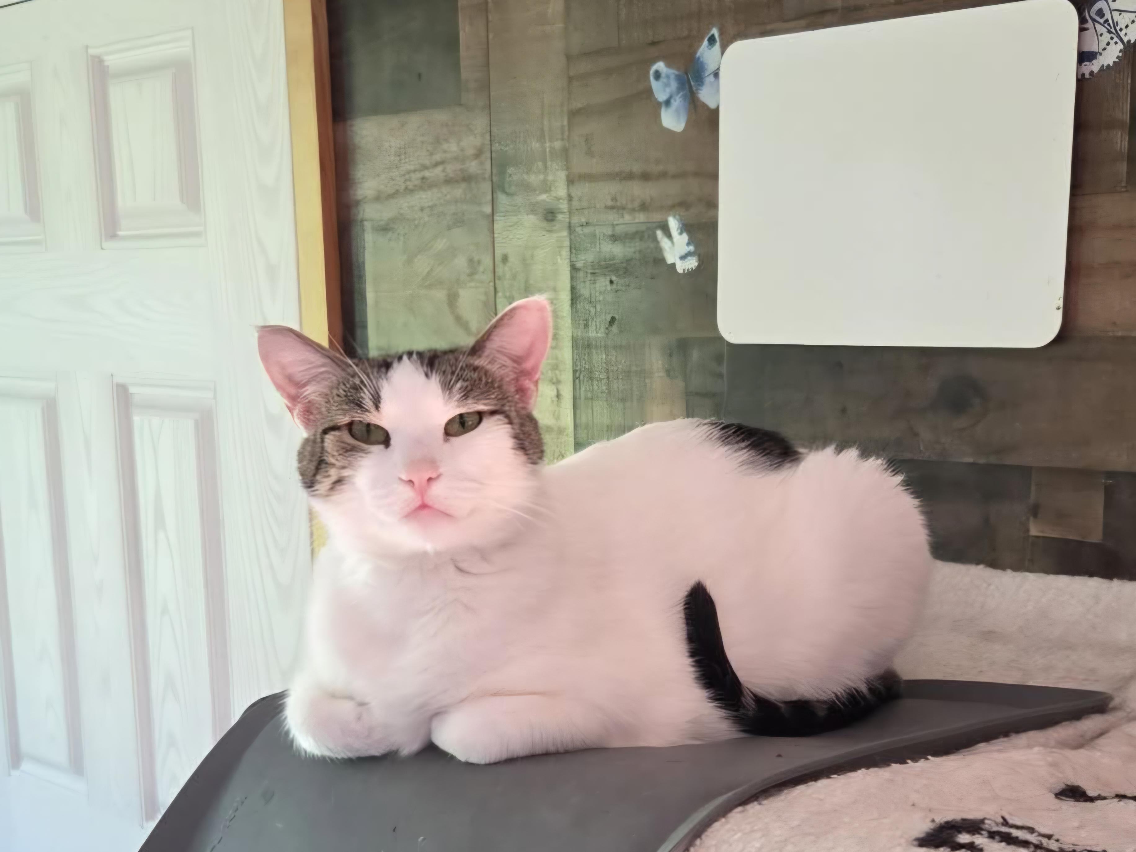 Feisty, a Adoptable Domestic Short Hair in Bloomsdale, MO image 2/5