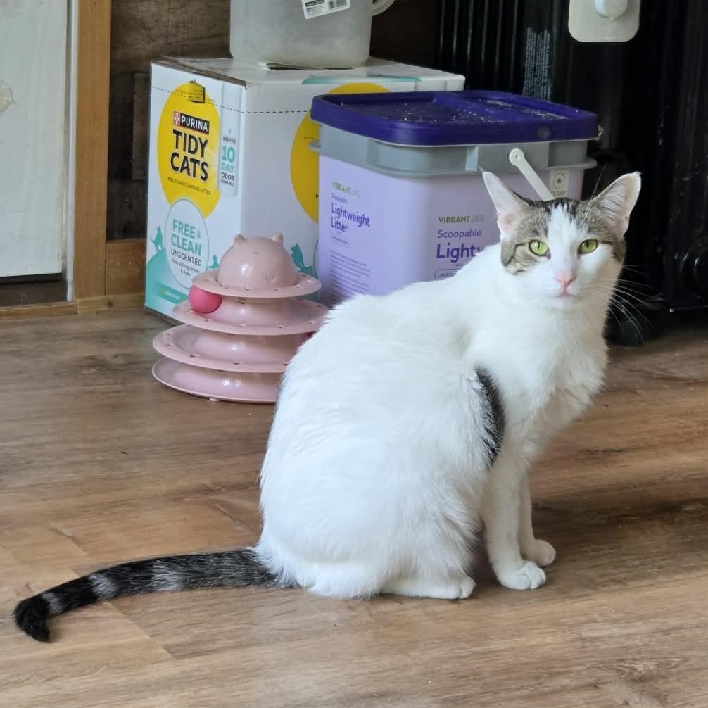Feisty, a Adoptable Domestic Short Hair in Bloomsdale, MO image 4/5