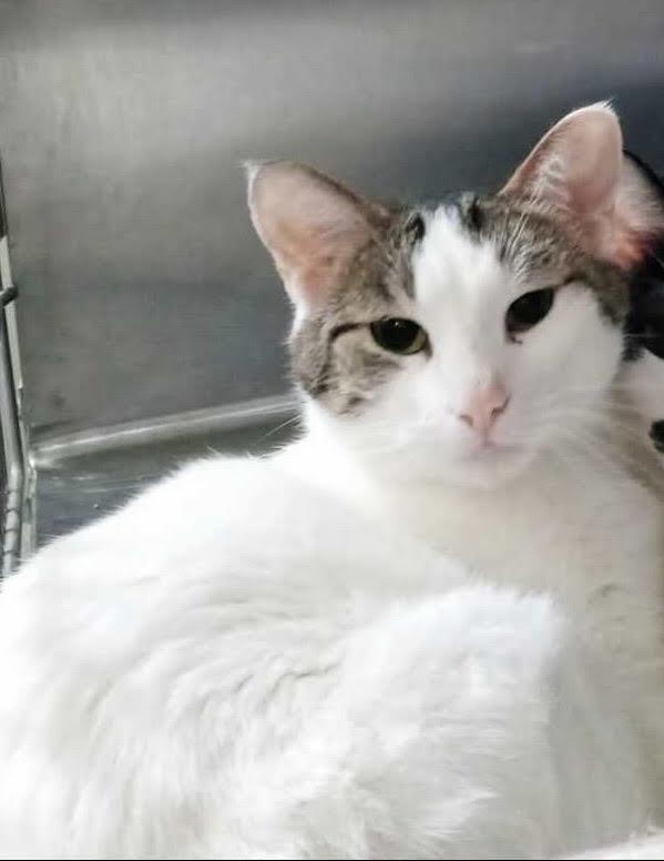 Enlarge Feisty, a Adoptable Domestic Short Hair in Bloomsdale, MO image 1/1