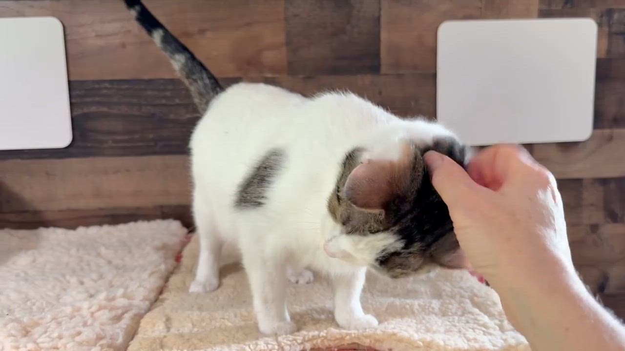 Enlarge Feisty, a Adoptable Domestic Short Hair in Bloomsdale, MO video 2/2