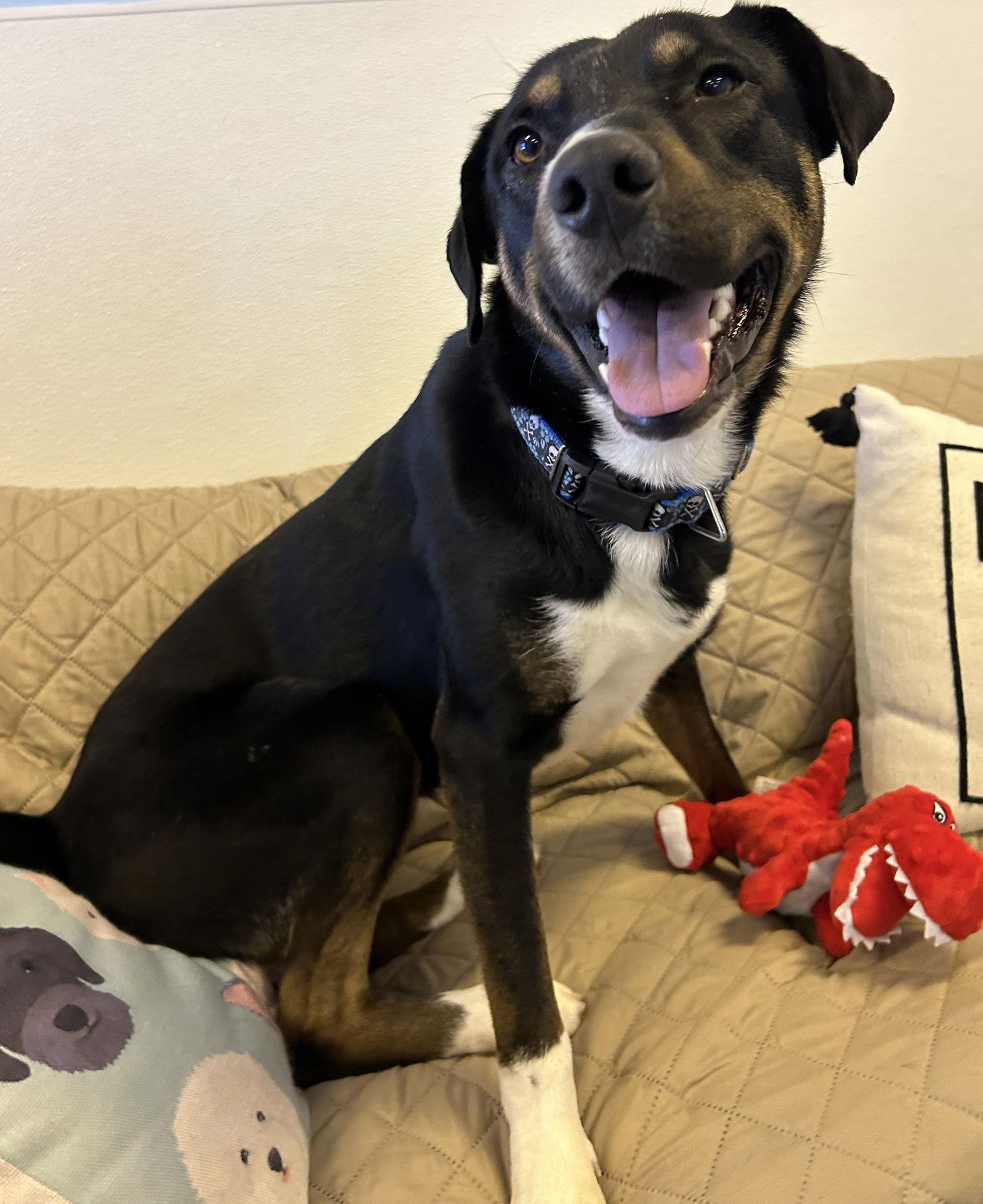 Jack, Adoptable, Young Male Labrador Retriever.