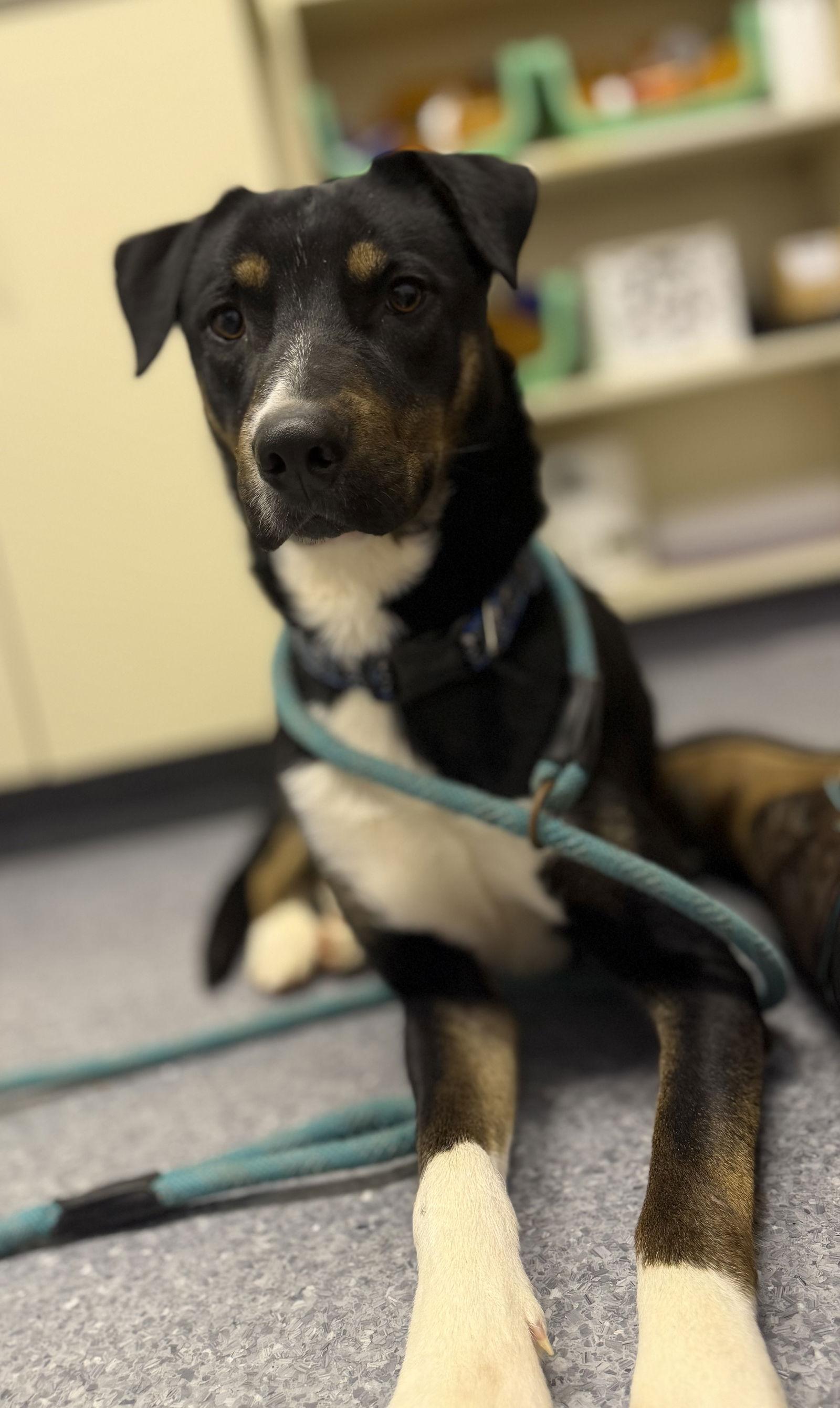 Jack, a Adoptable Labrador Retriever in Steeleville, IL image 1/3
