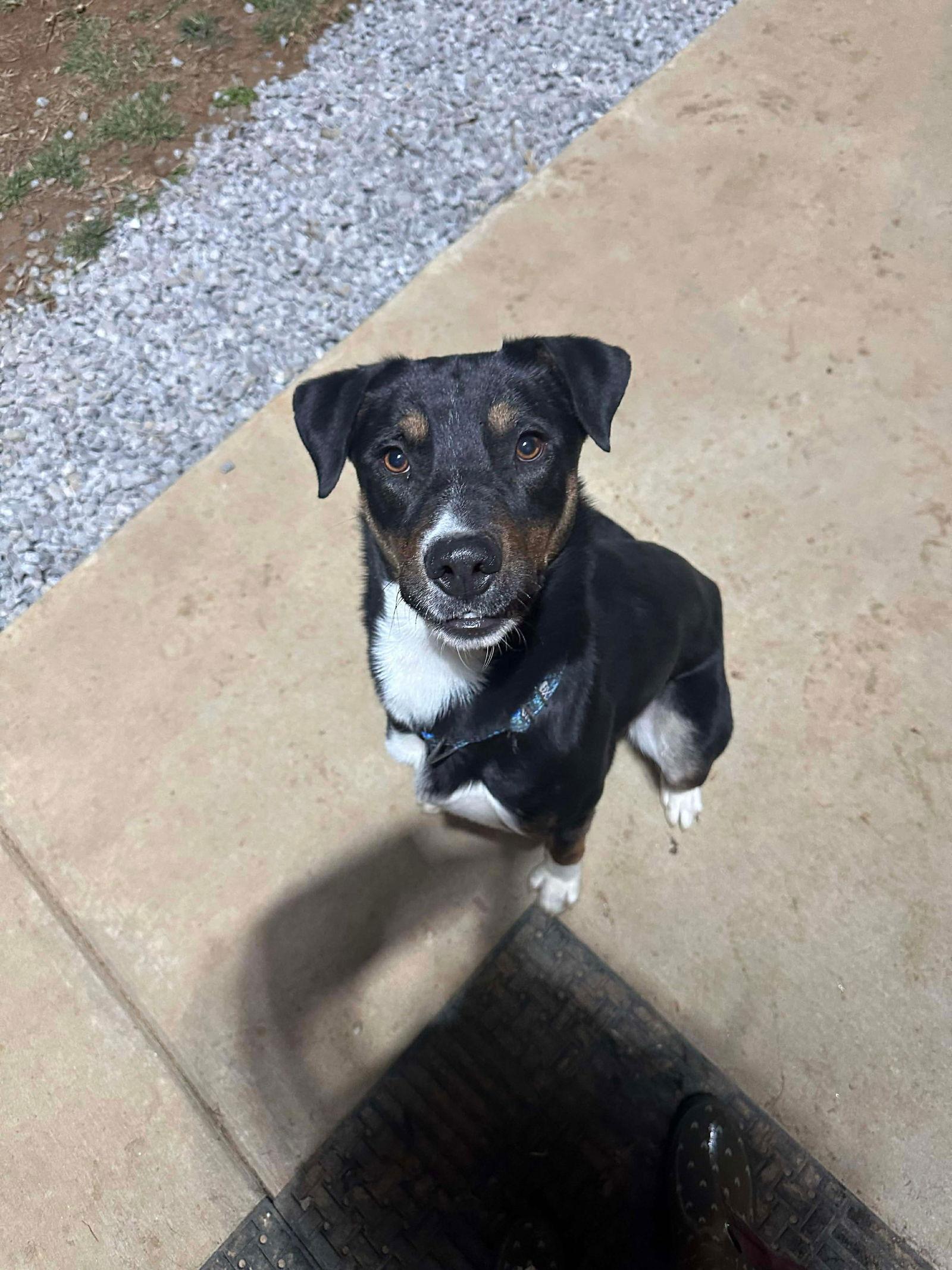 Jack, a Adoptable Labrador Retriever in Steeleville, IL image 3/3