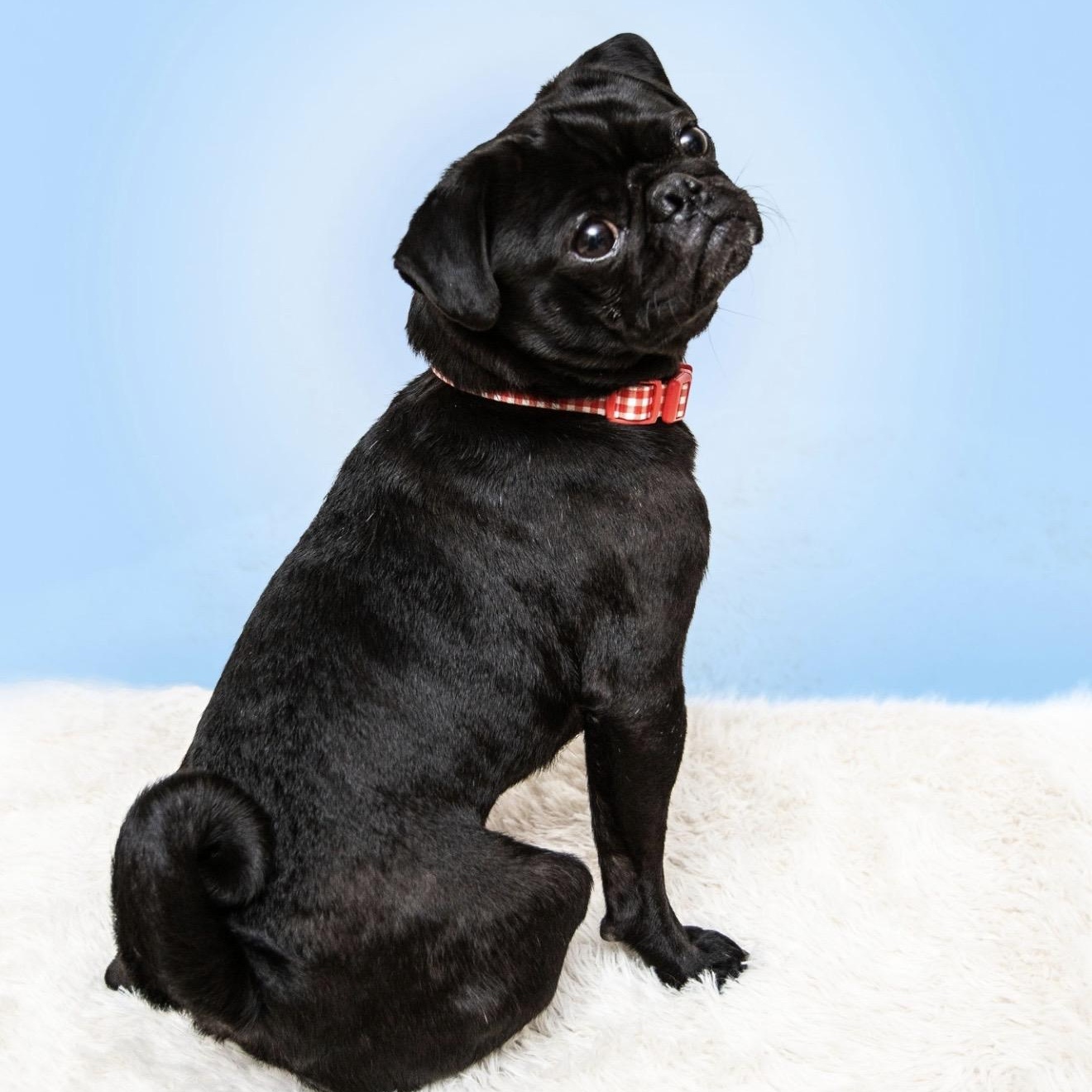 Cosmo, a ADOPTABLE Pug in Santa Monica, CA image 4/6
