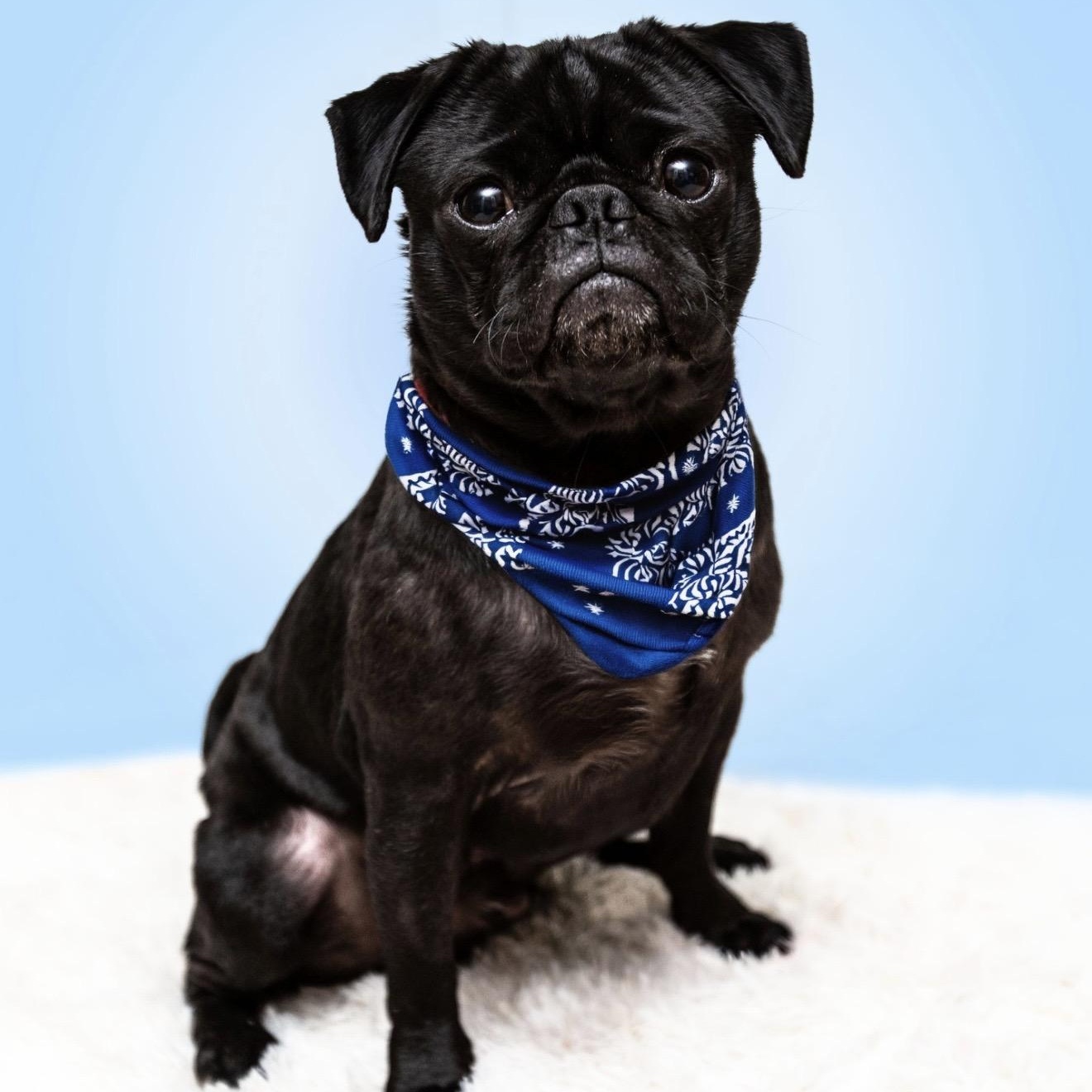 Cosmo, a ADOPTABLE Pug in Santa Monica, CA image 3/6
