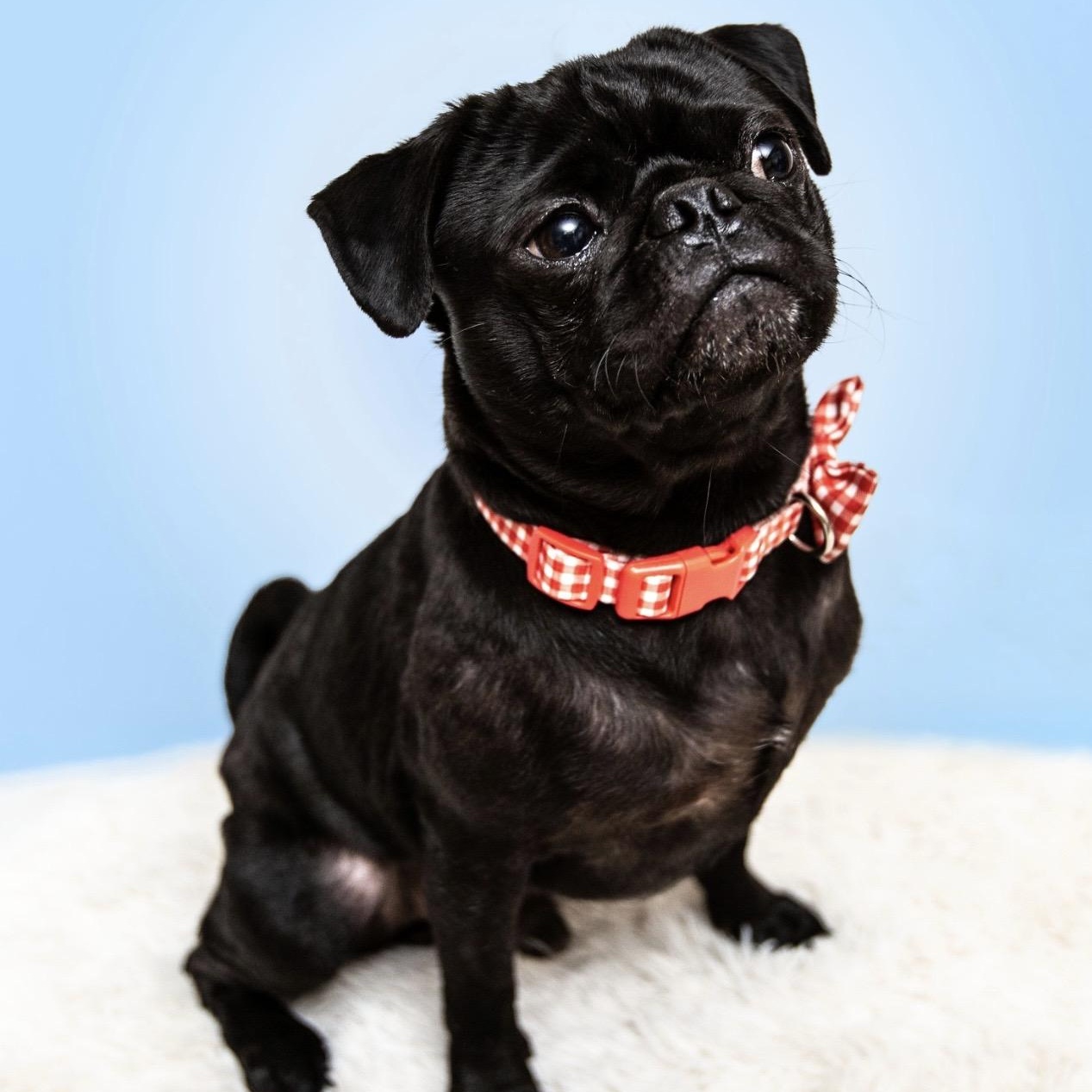 Cosmo, a ADOPTABLE Pug in Santa Monica, CA image 2/6