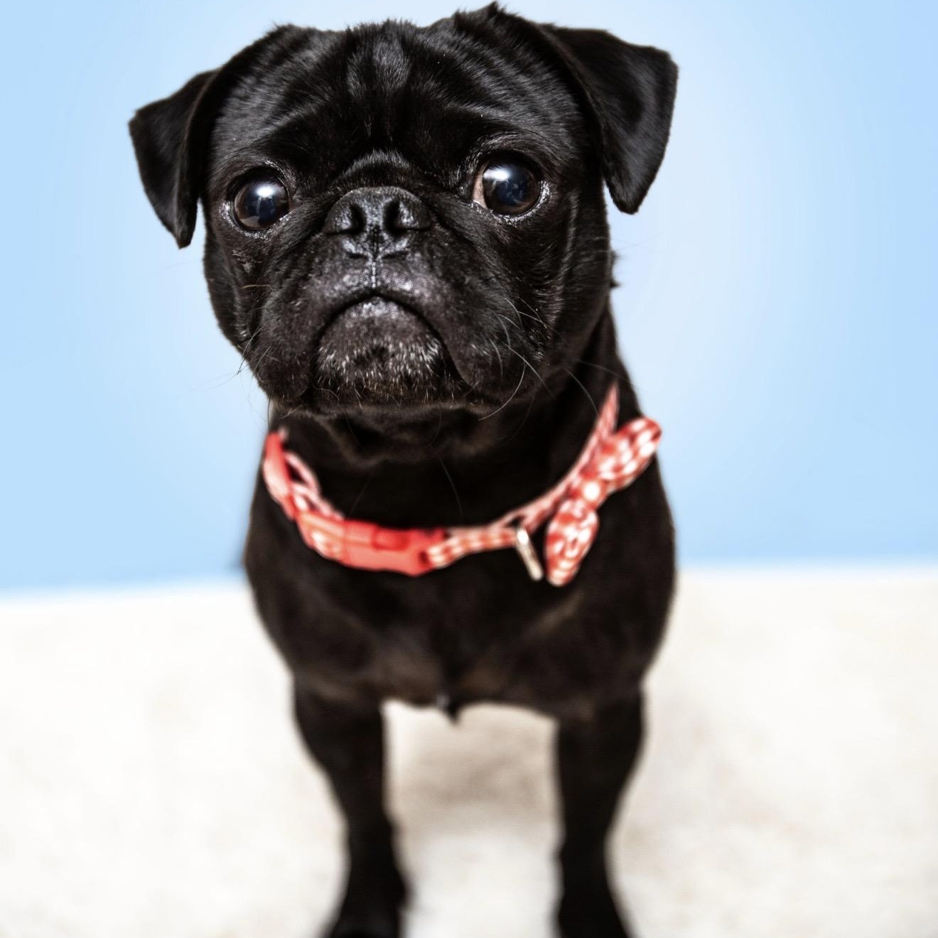 Cosmo, a ADOPTABLE Pug in Santa Monica, CA image 5/6