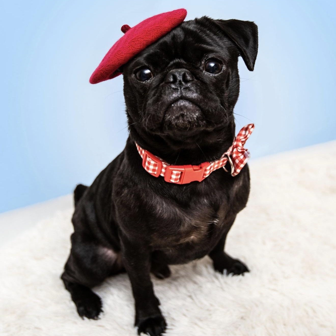 Cosmo, ADOPTABLE, Young Male Pug.