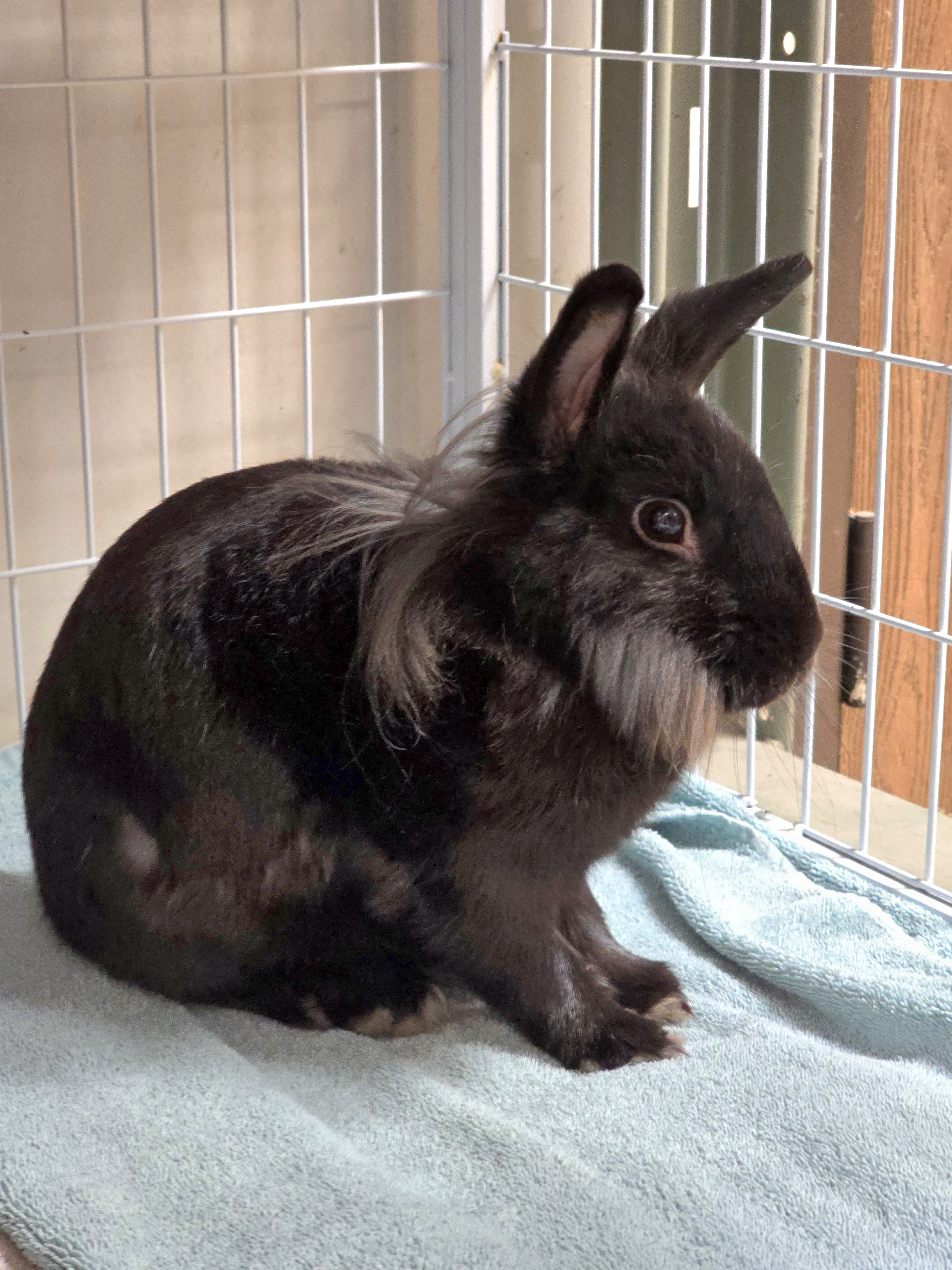 Rabbit for adoption Priscilla, a Lionhead Mix in San Pedro, CA