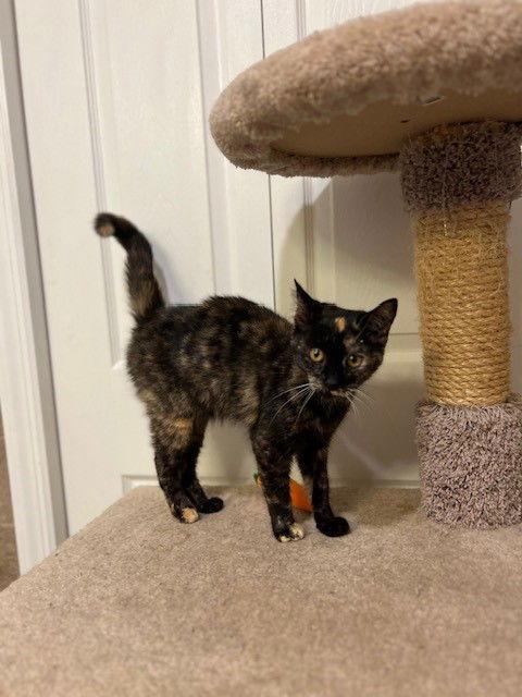 Enlarge S'More, a Adopted mixed breed in Ringwood, NJ image 1/3