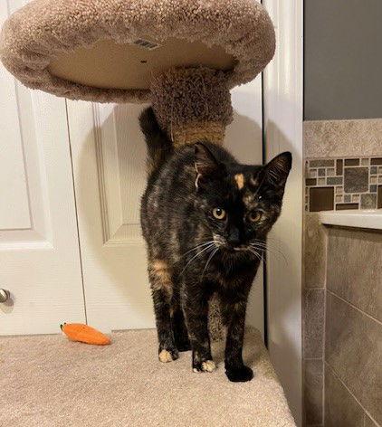 Enlarge S'More, a Adopted mixed breed in Ringwood, NJ image 2/3