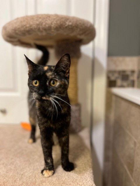 Enlarge S'More, a Adopted mixed breed in Ringwood, NJ image 3/3