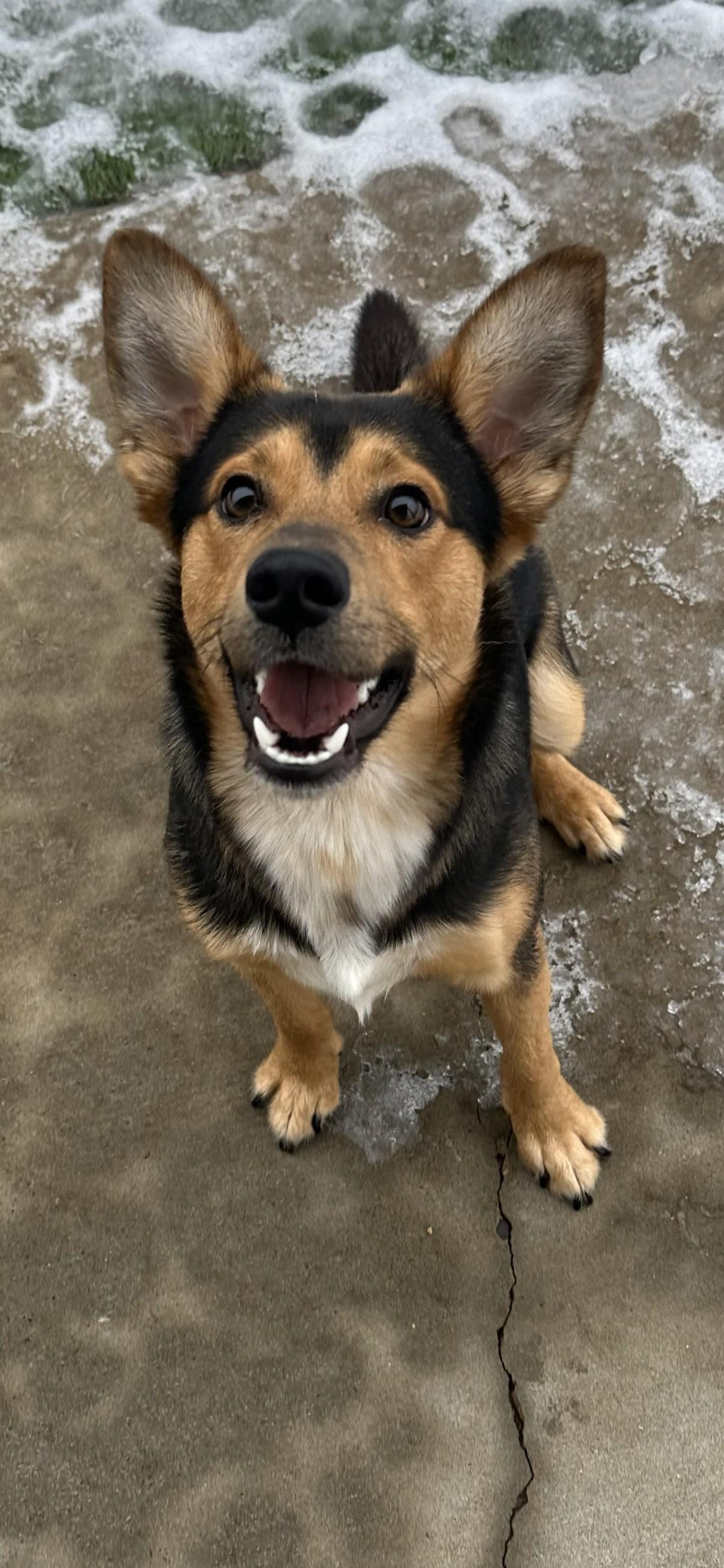 Bear, adopted, Young Male Beagle & German Shepherd Dog.